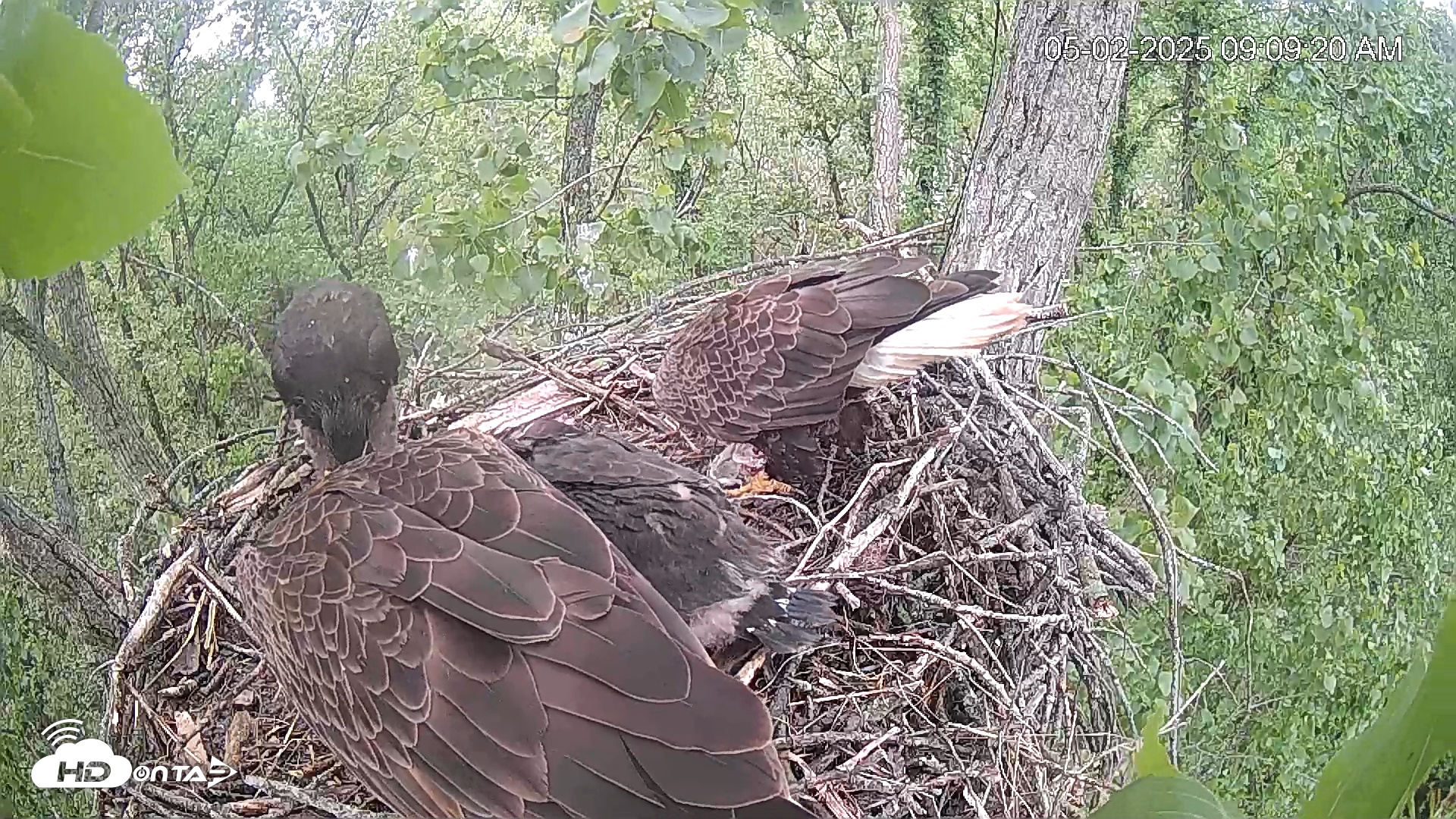Snapshot of Cardinal Land Conservancy Eagles Live Webcam taken May 2, 2025, 9:09am EDT