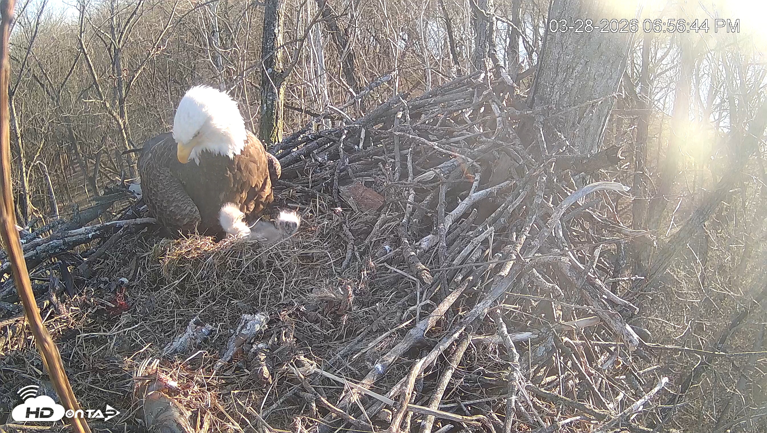 Snapshot of Cardinal Land Conservancy Eagles Live Webcam taken Mar 28, 2026, 6:57pm EDT