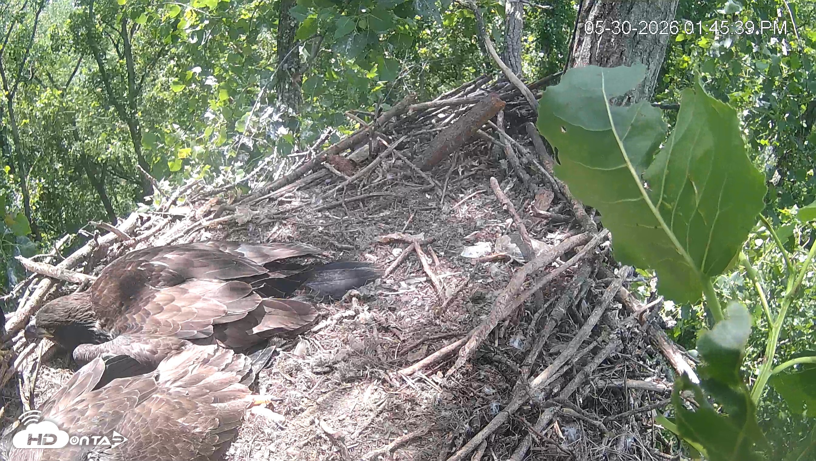 Snapshot of Cardinal Land Conservancy Eagles Live Webcam taken May 30, 2026, 1:46pm EDT