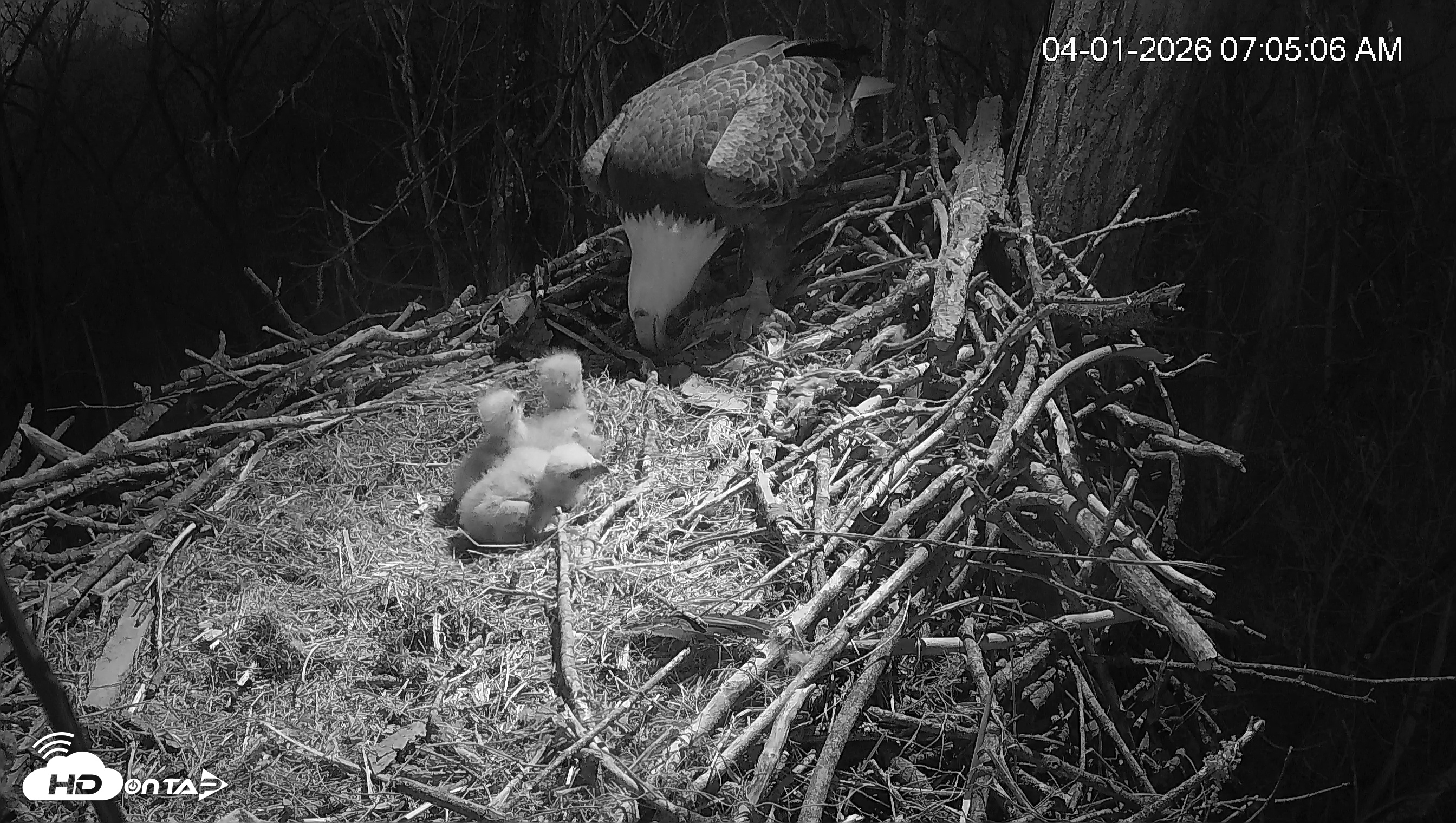Snapshot of Cardinal Land Conservancy Eagles Live Webcam taken Apr 1, 2026, 7:05am EDT