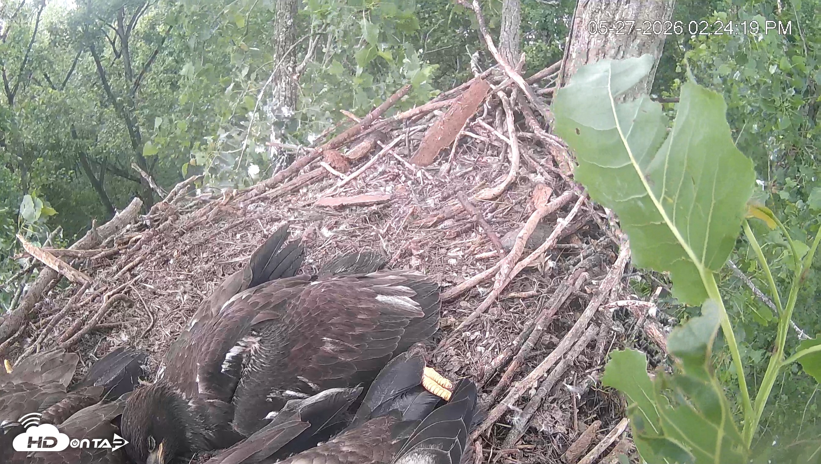 Snapshot of Cardinal Land Conservancy Eagles Live Webcam taken May 27, 2026, 2:25pm EDT