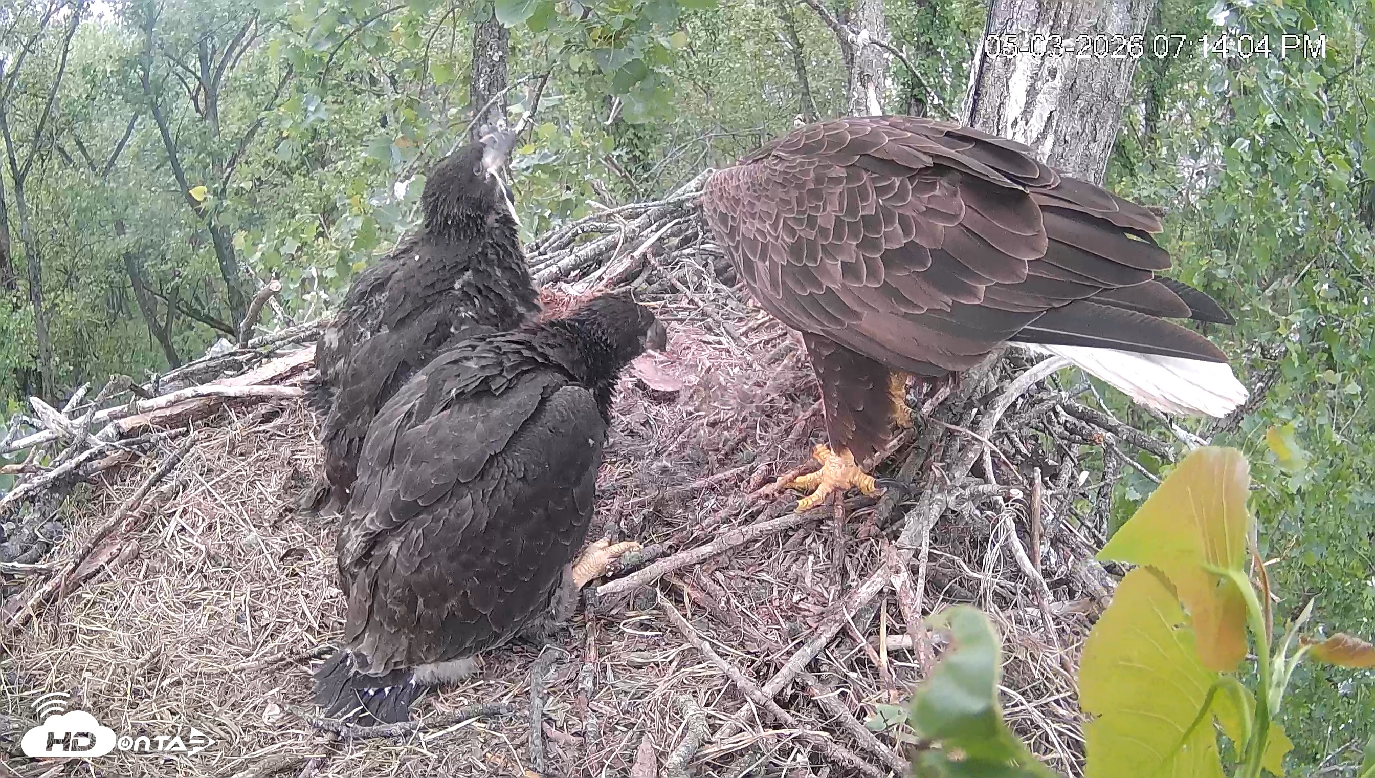 Snapshot of Cardinal Land Conservancy Eagles Live Webcam taken May 3, 2026, 7:14pm EDT