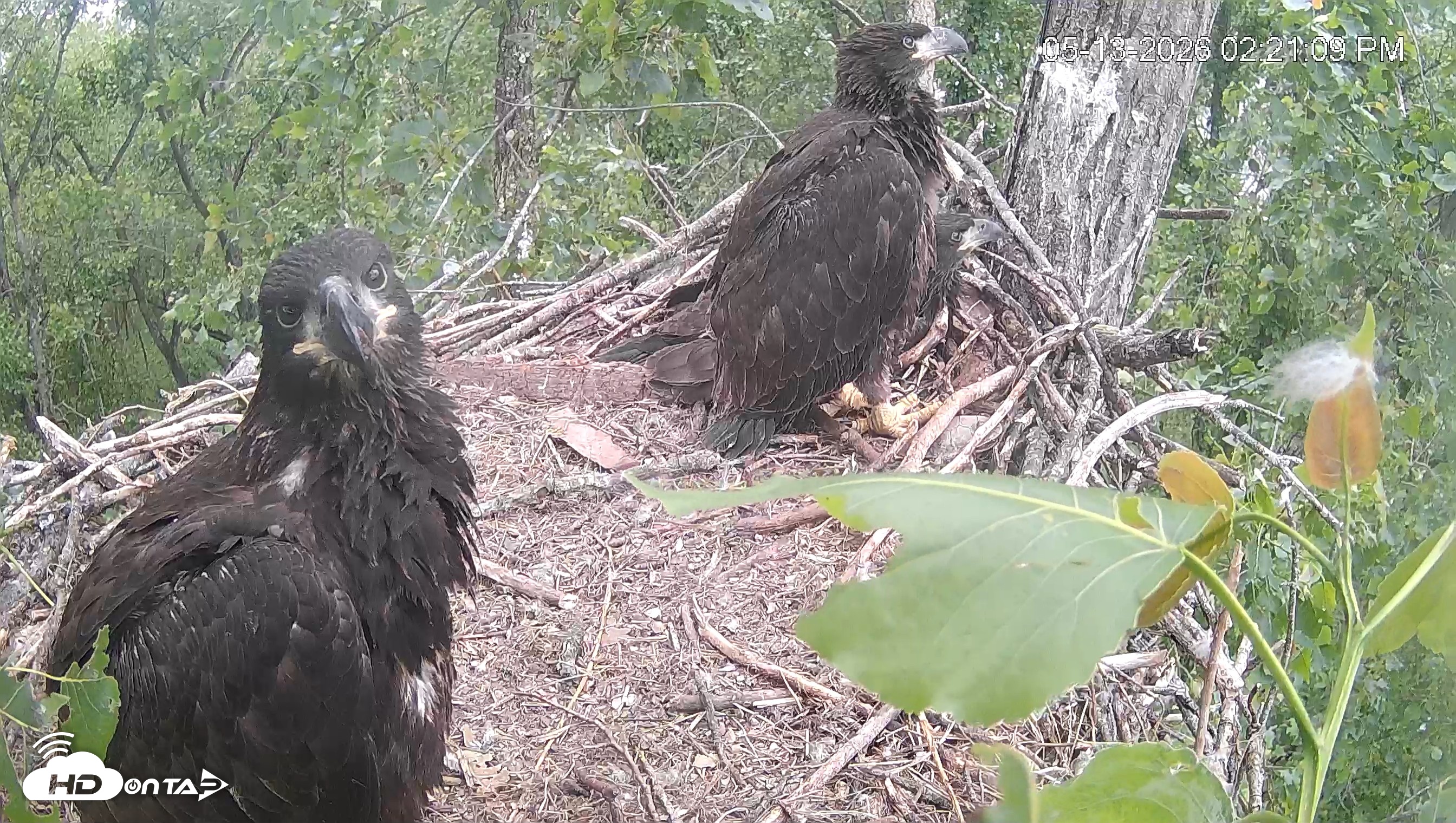 Snapshot of Cardinal Land Conservancy Eagles Live Webcam taken May 13, 2026, 2:21pm EDT