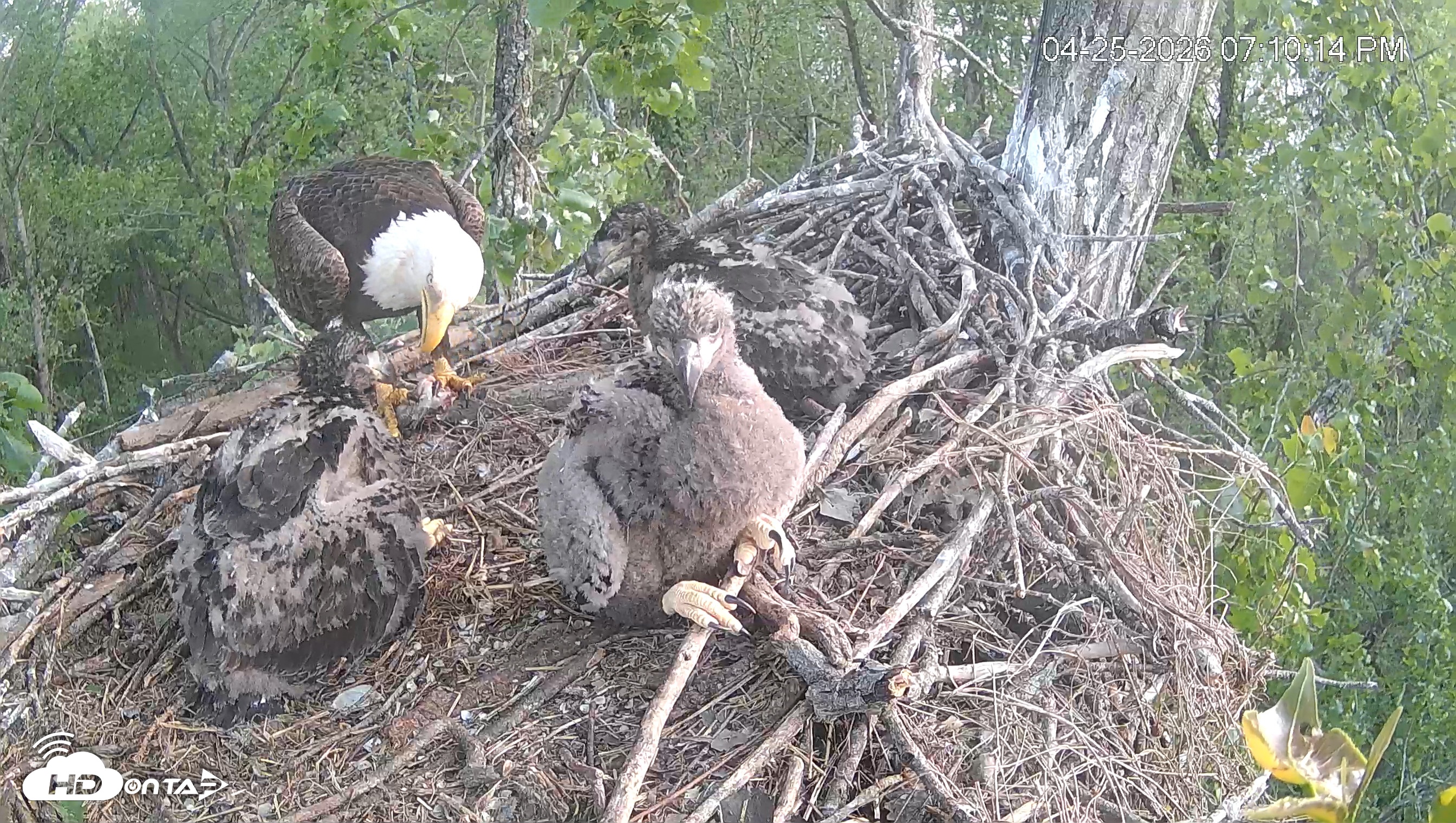 Snapshot of Cardinal Land Conservancy Eagles Live Webcam taken Apr 25, 2026, 7:11pm EDT