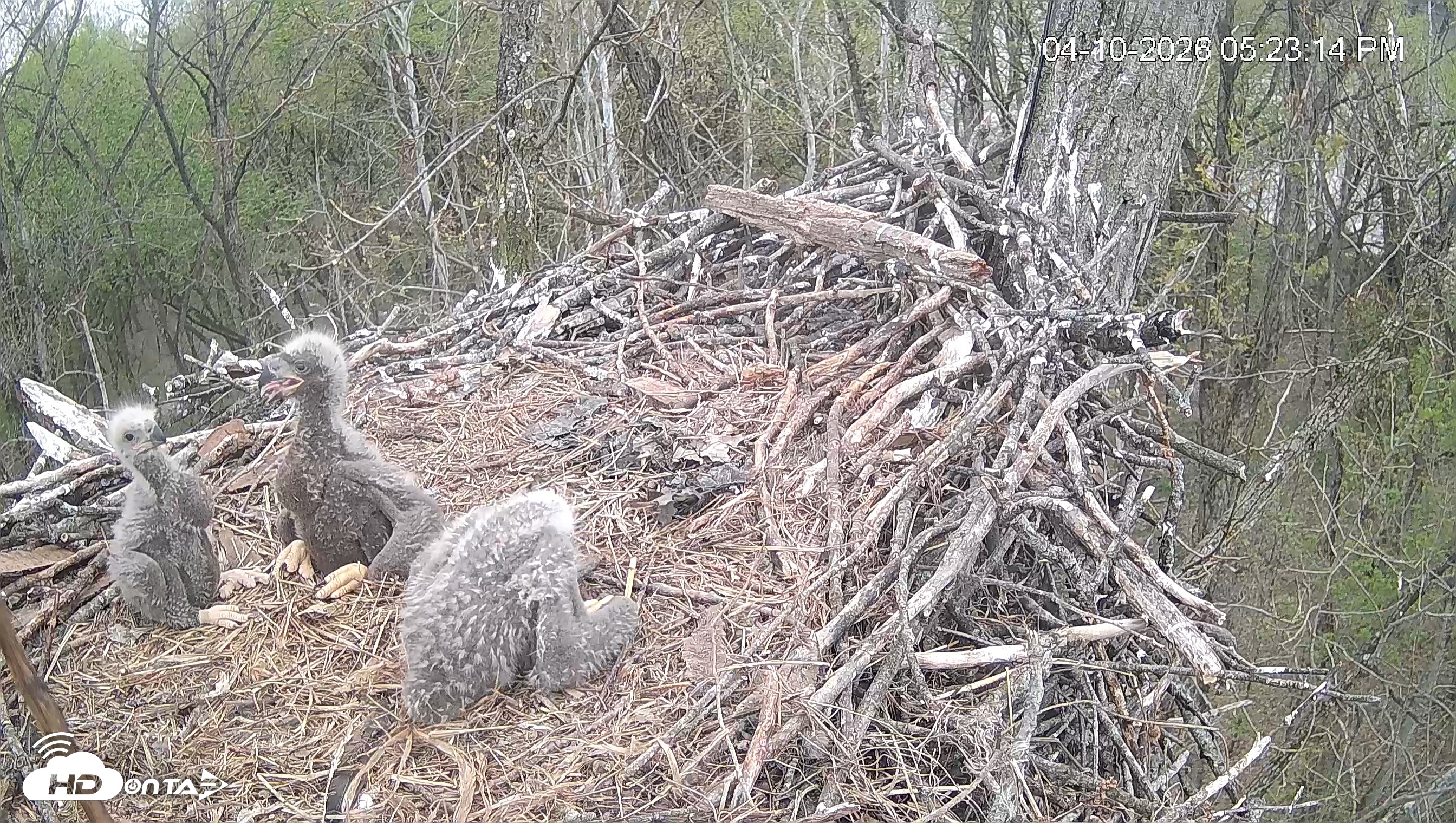 Snapshot of Cardinal Land Conservancy Eagles Live Webcam taken Apr 10, 2026, 5:23pm EDT