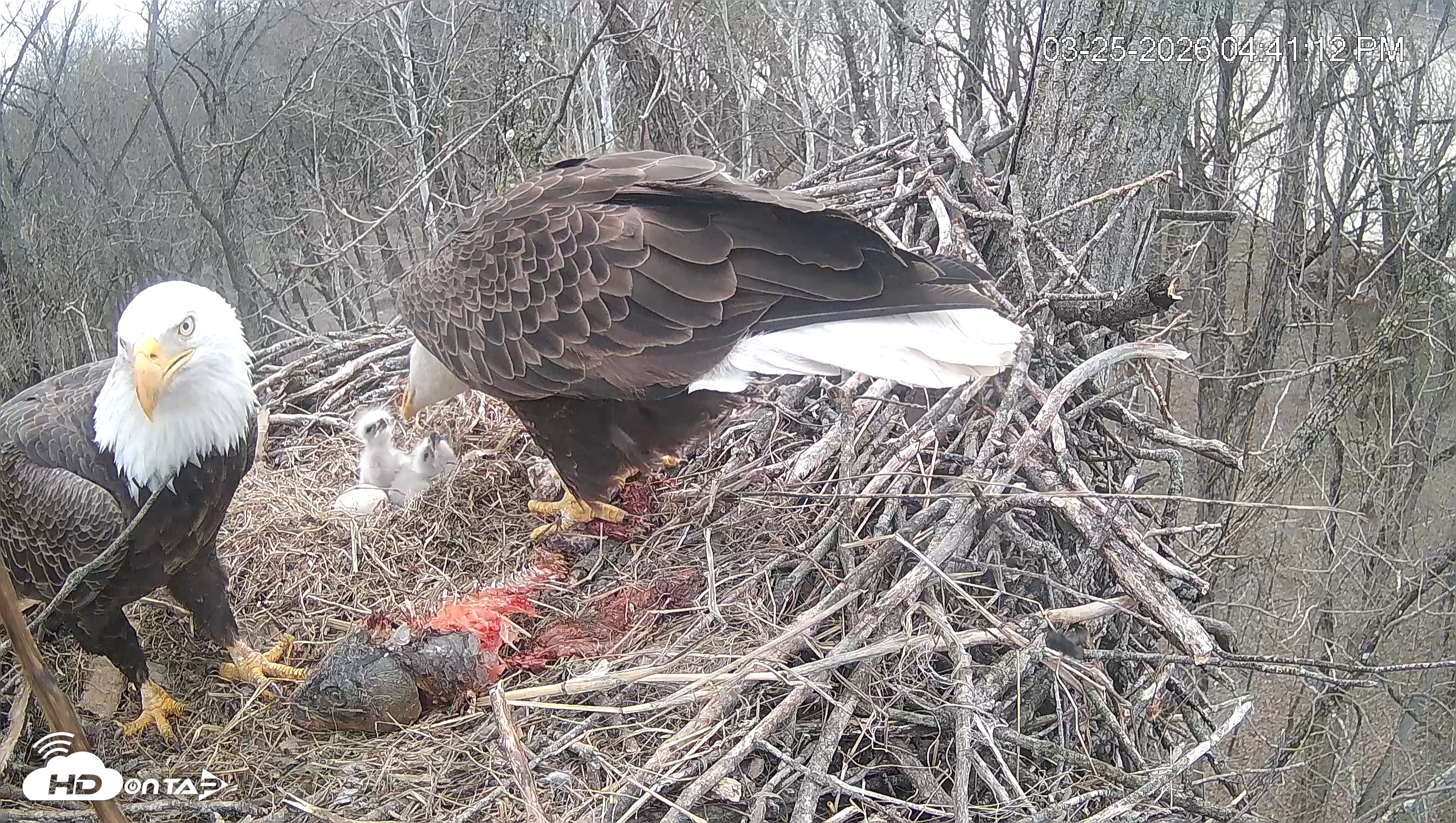 Snapshot of Cardinal Land Conservancy Eagles Live Webcam taken Mar 25, 2026, 4:41pm EDT