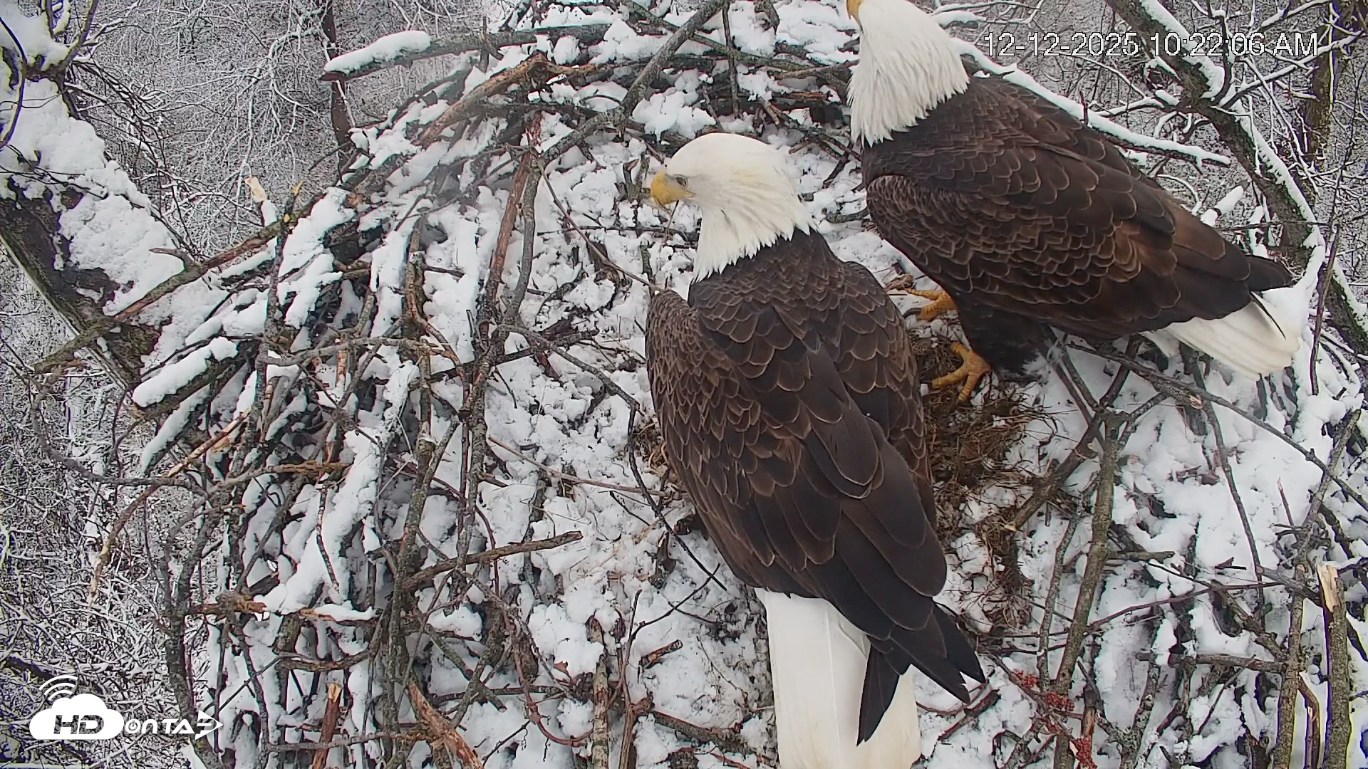 Snapshot of Cardinal Land Conservancy Eagles Live Webcam taken Dec 12, 2025, 10:22am EST