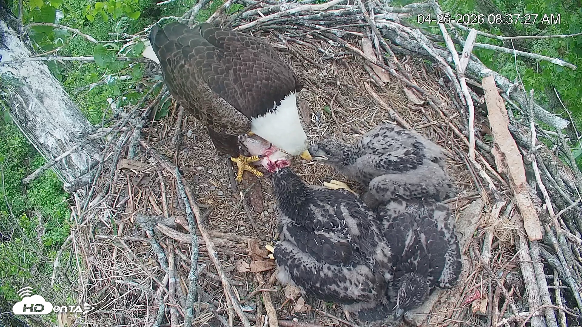 Snapshot of Cardinal Land Conservancy Eagles Live Webcam taken Apr 26, 2026, 8:40am EDT