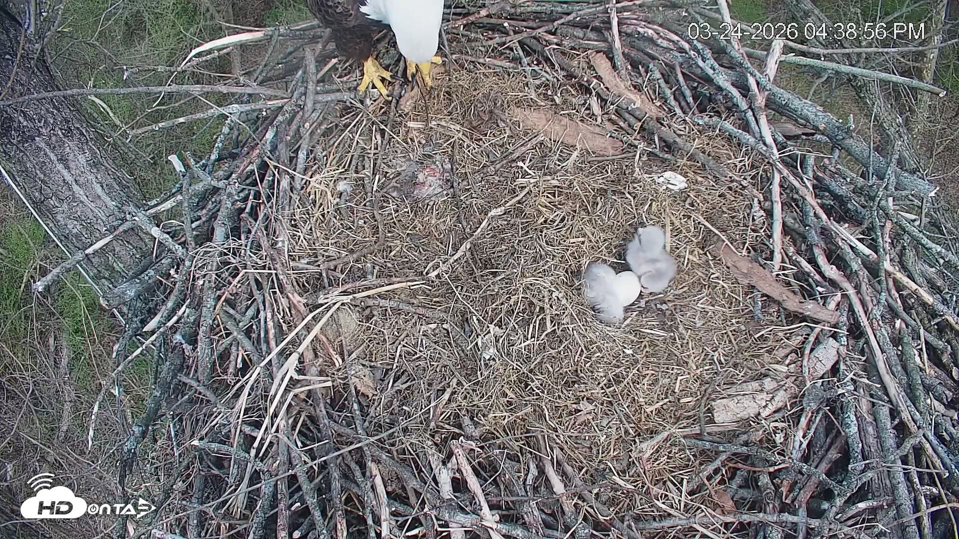 Snapshot of Cardinal Land Conservancy Eagles Live Webcam taken Mar 24, 2026, 4:39pm EDT