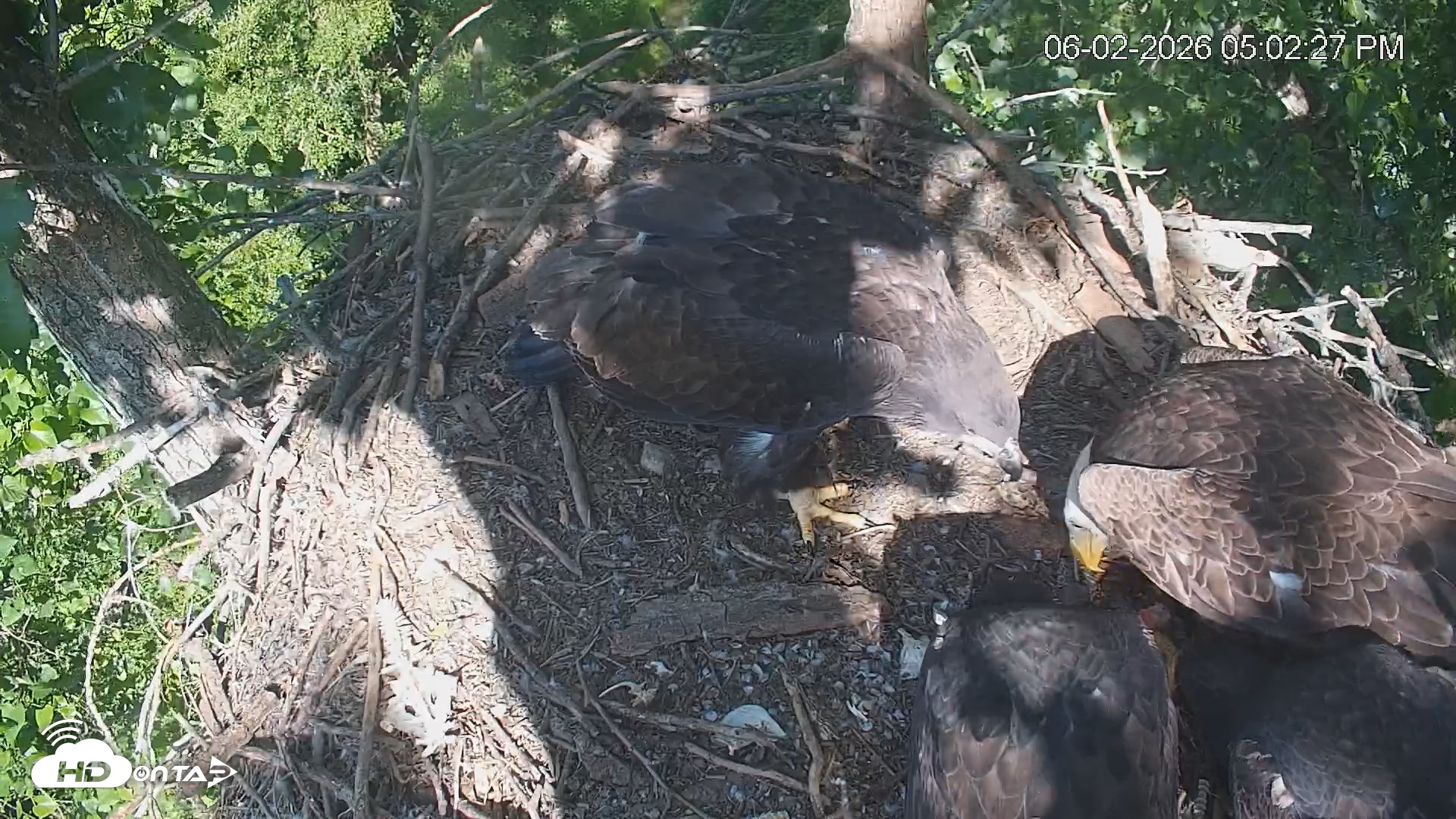 Snapshot of Cardinal Land Conservancy Eagles Live Webcam taken Jun 2, 2026, 5:03pm EDT