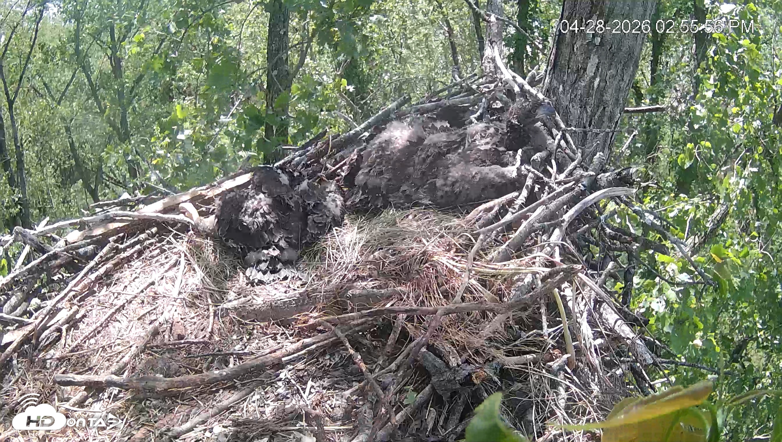 Snapshot of Cardinal Land Conservancy Eagles Live Webcam taken Apr 28, 2026, 2:56pm EDT