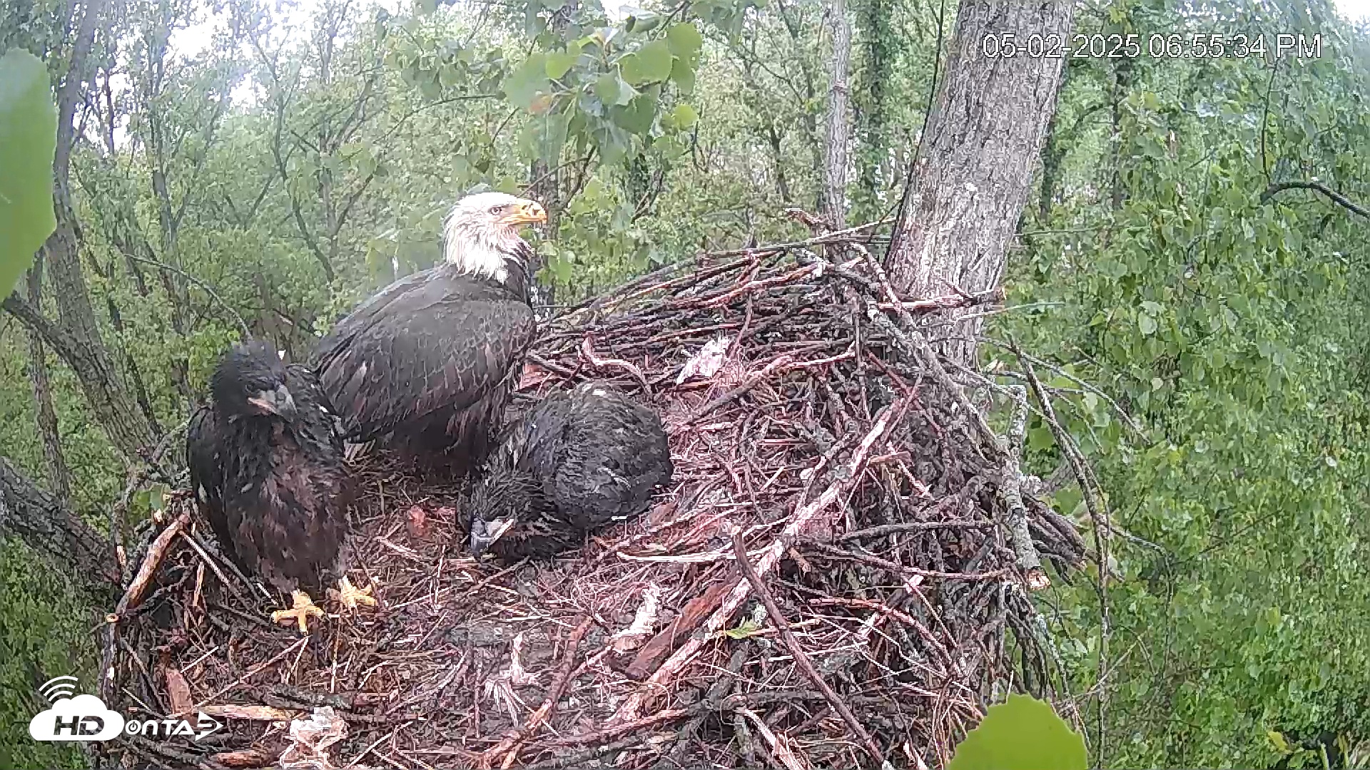 Snapshot of Cardinal Land Conservancy Eagles Live Webcam taken May 2, 2025, 6:56pm EDT