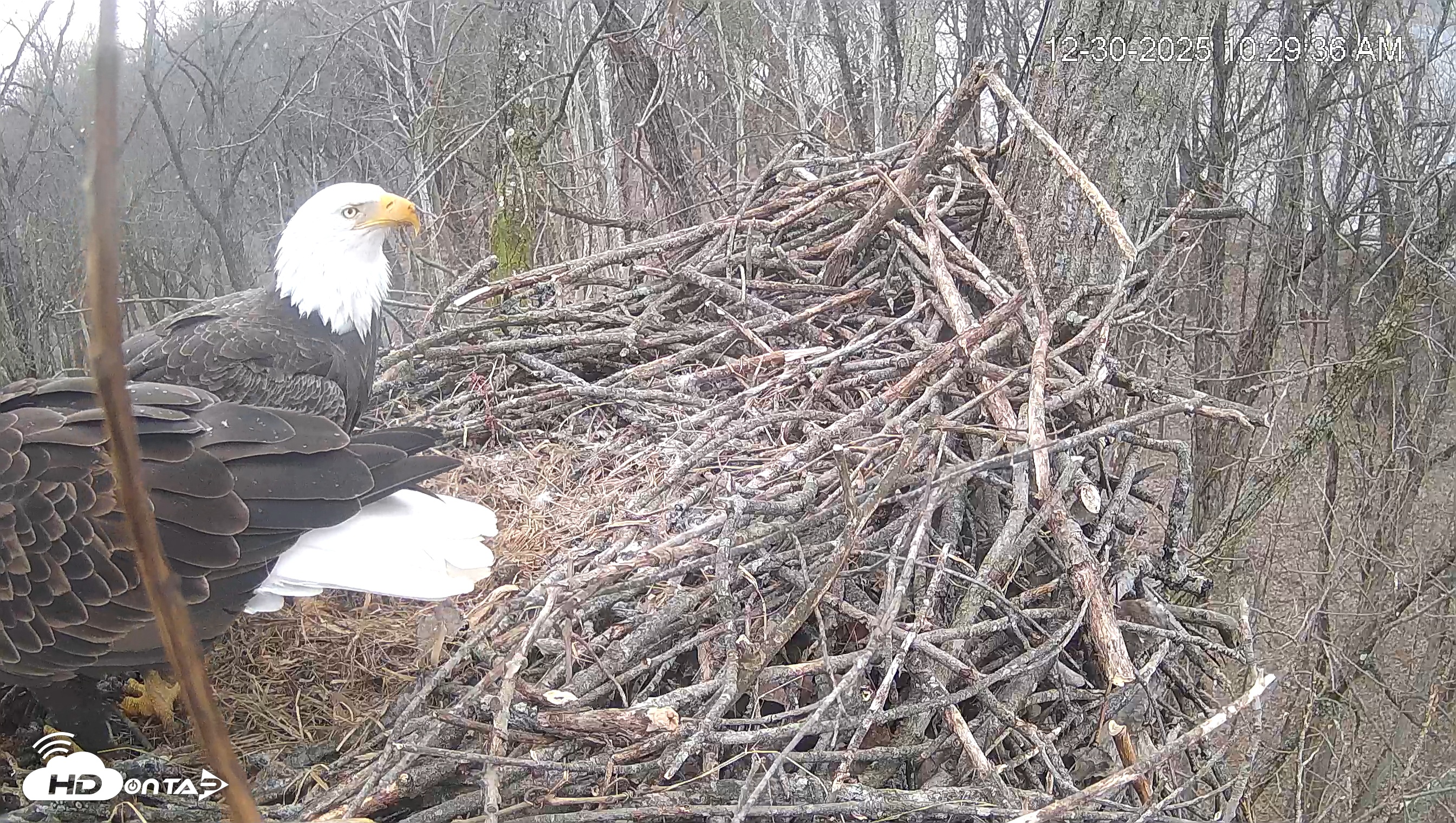 Snapshot of Cardinal Land Conservancy Eagles Live Webcam taken Dec 30, 2025, 10:30am EST