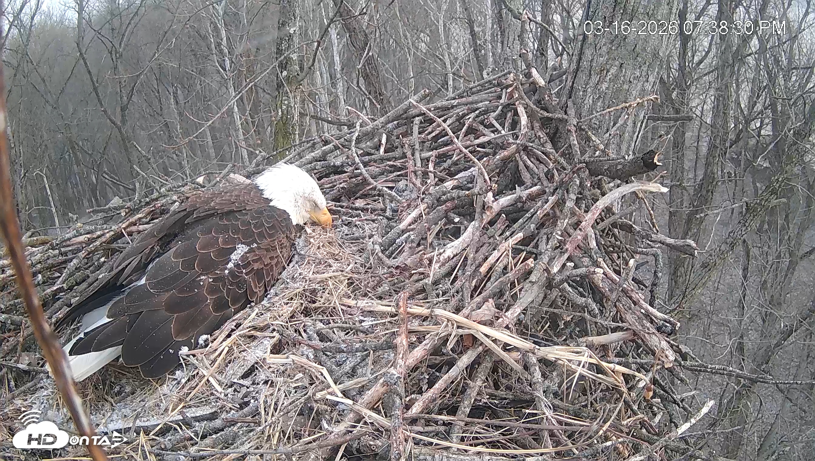 Snapshot of Cardinal Land Conservancy Eagles Live Webcam taken Mar 16, 2026, 7:39pm EDT