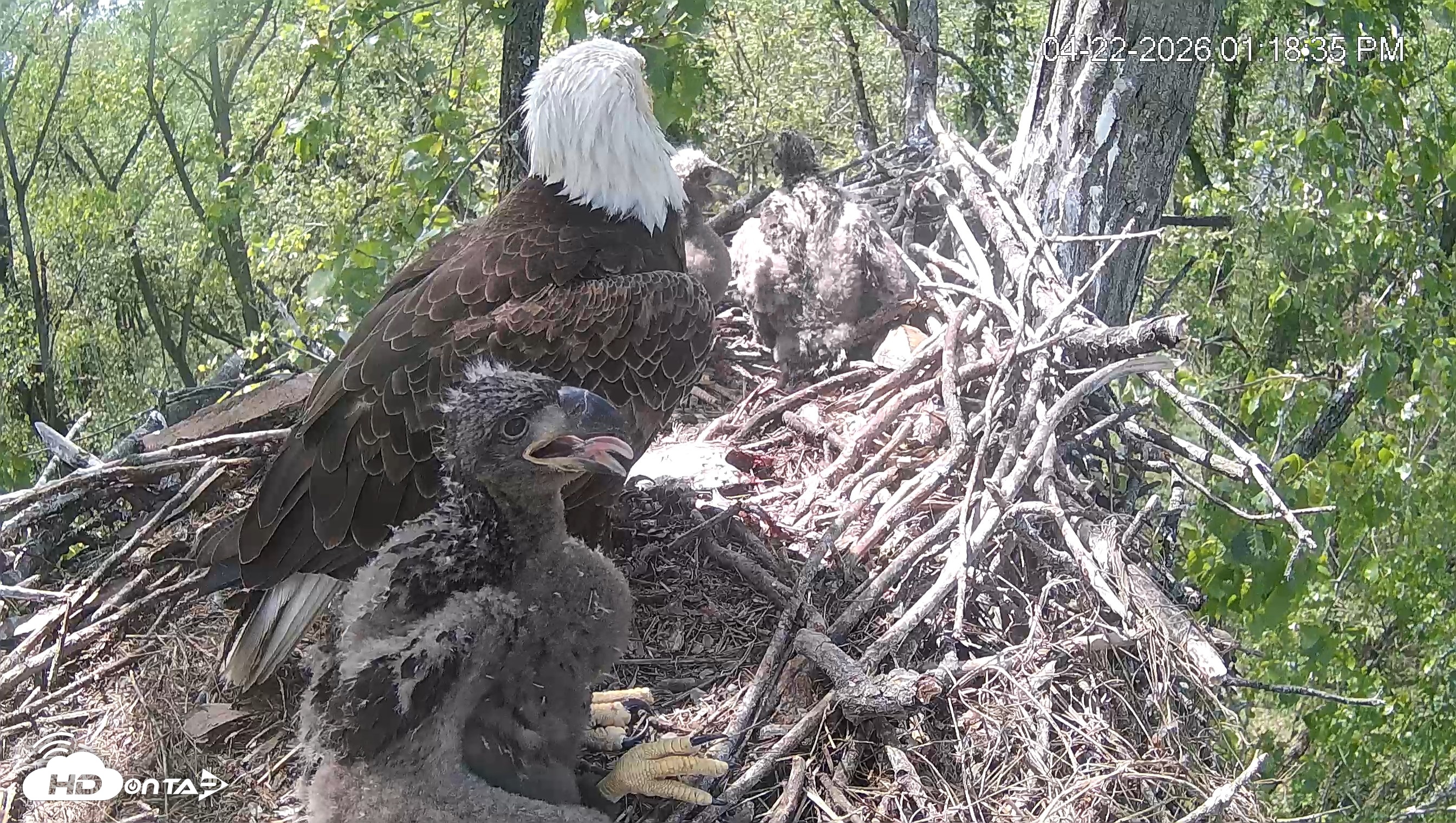 Snapshot of Cardinal Land Conservancy Eagles Live Webcam taken Apr 22, 2026, 1:19pm EDT