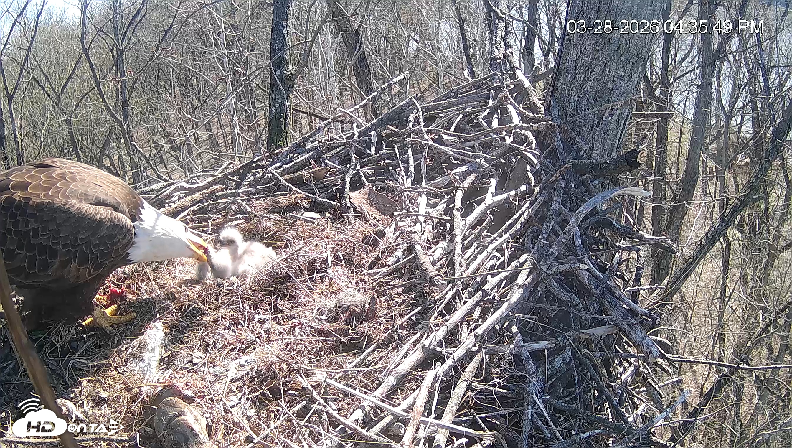 Snapshot of Cardinal Land Conservancy Eagles Live Webcam taken Mar 28, 2026, 4:36pm EDT