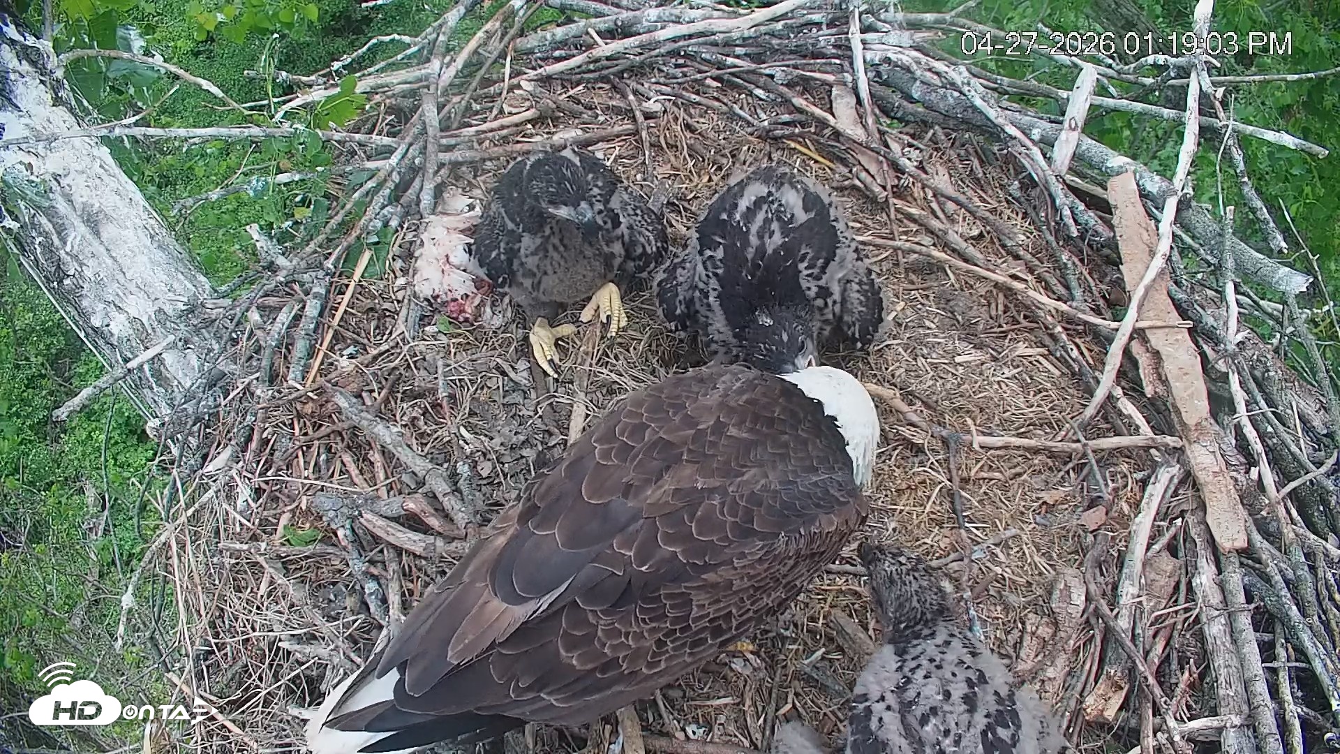 Snapshot of Cardinal Land Conservancy Eagles Live Webcam taken Apr 27, 2026, 1:21pm EDT