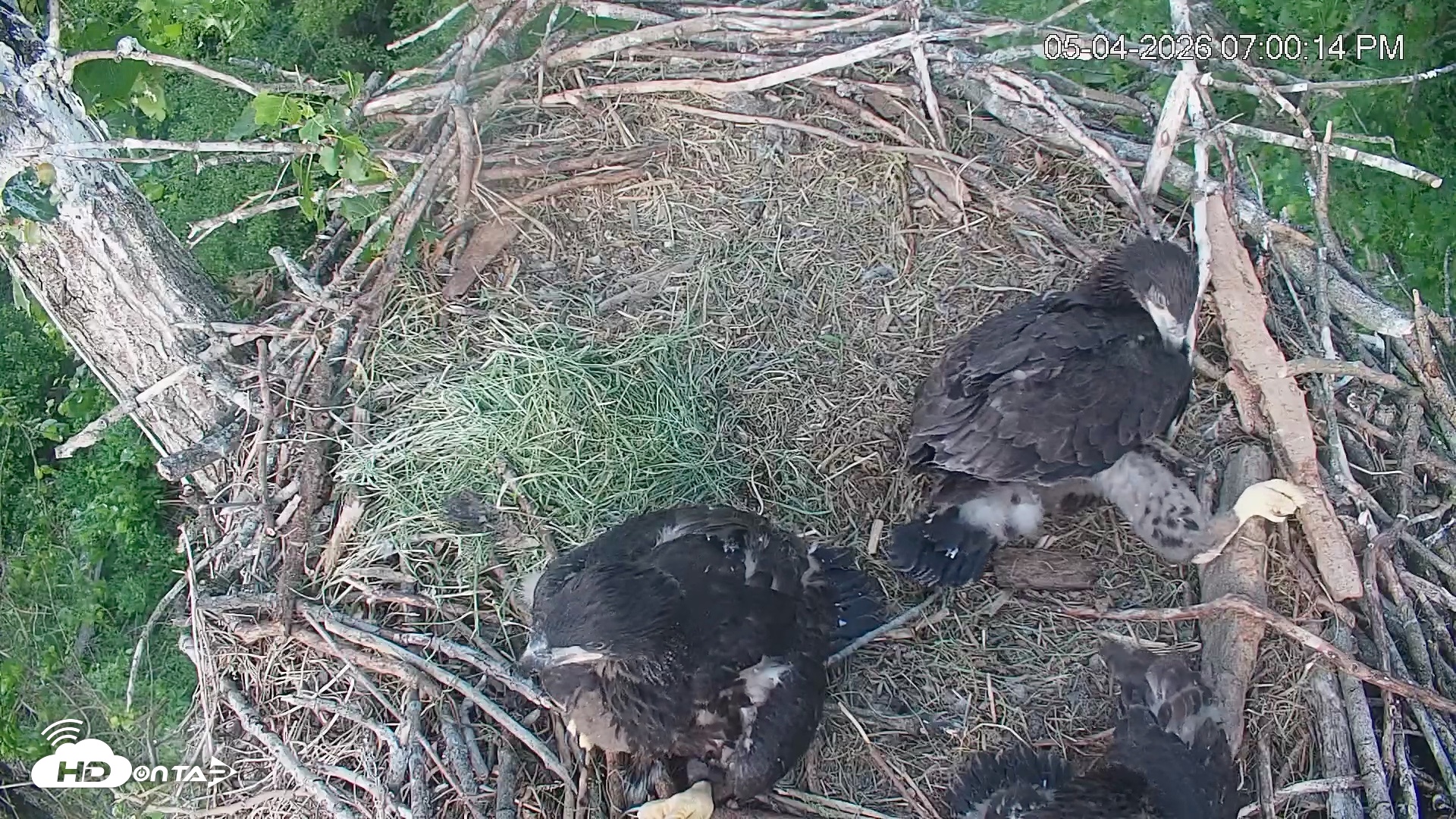Snapshot of Cardinal Land Conservancy Eagles Live Webcam taken May 4, 2026, 7:00pm EDT