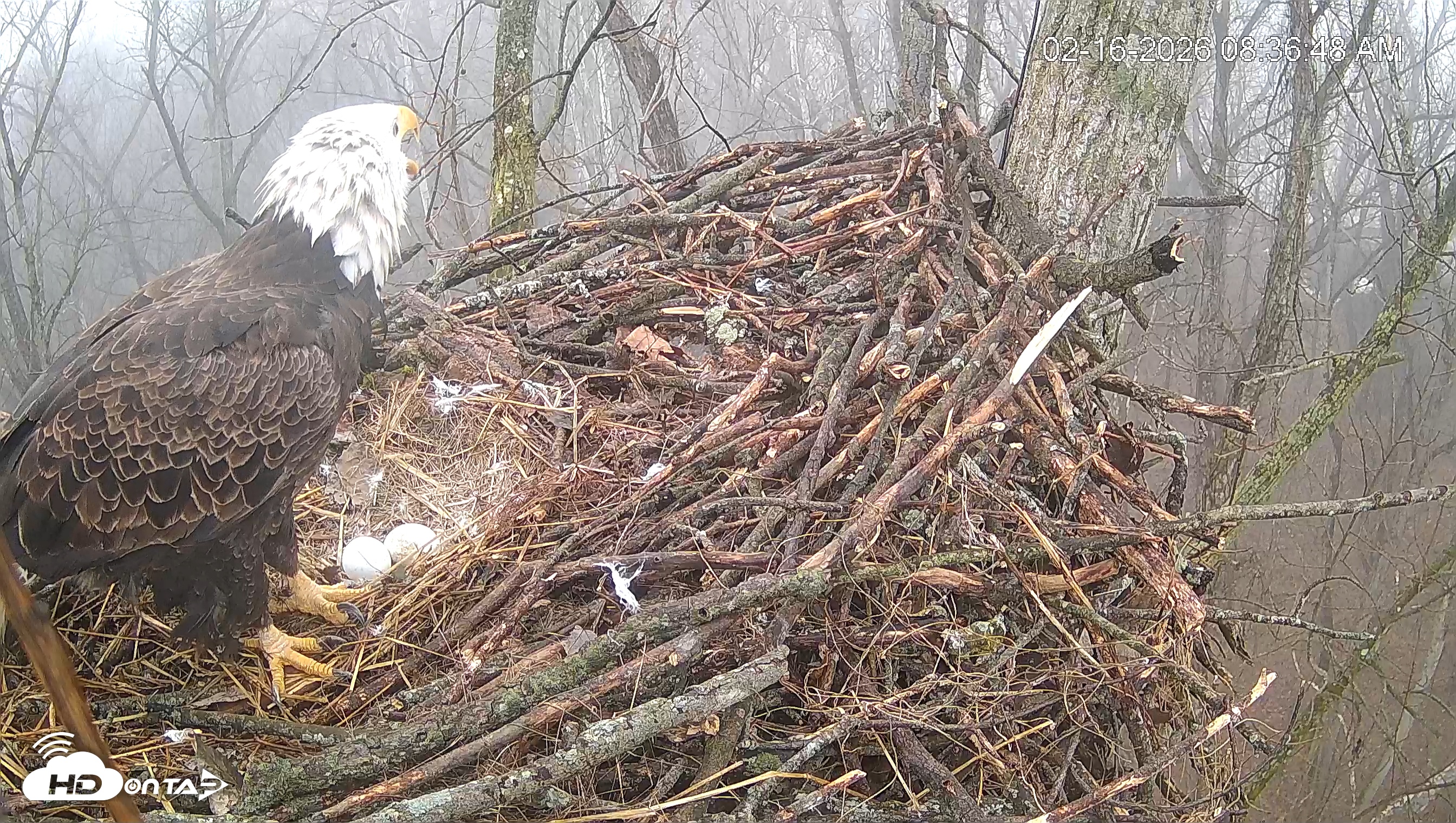 Snapshot of Cardinal Land Conservancy Eagles Live Webcam taken Feb 16, 2026, 8:37am EST
