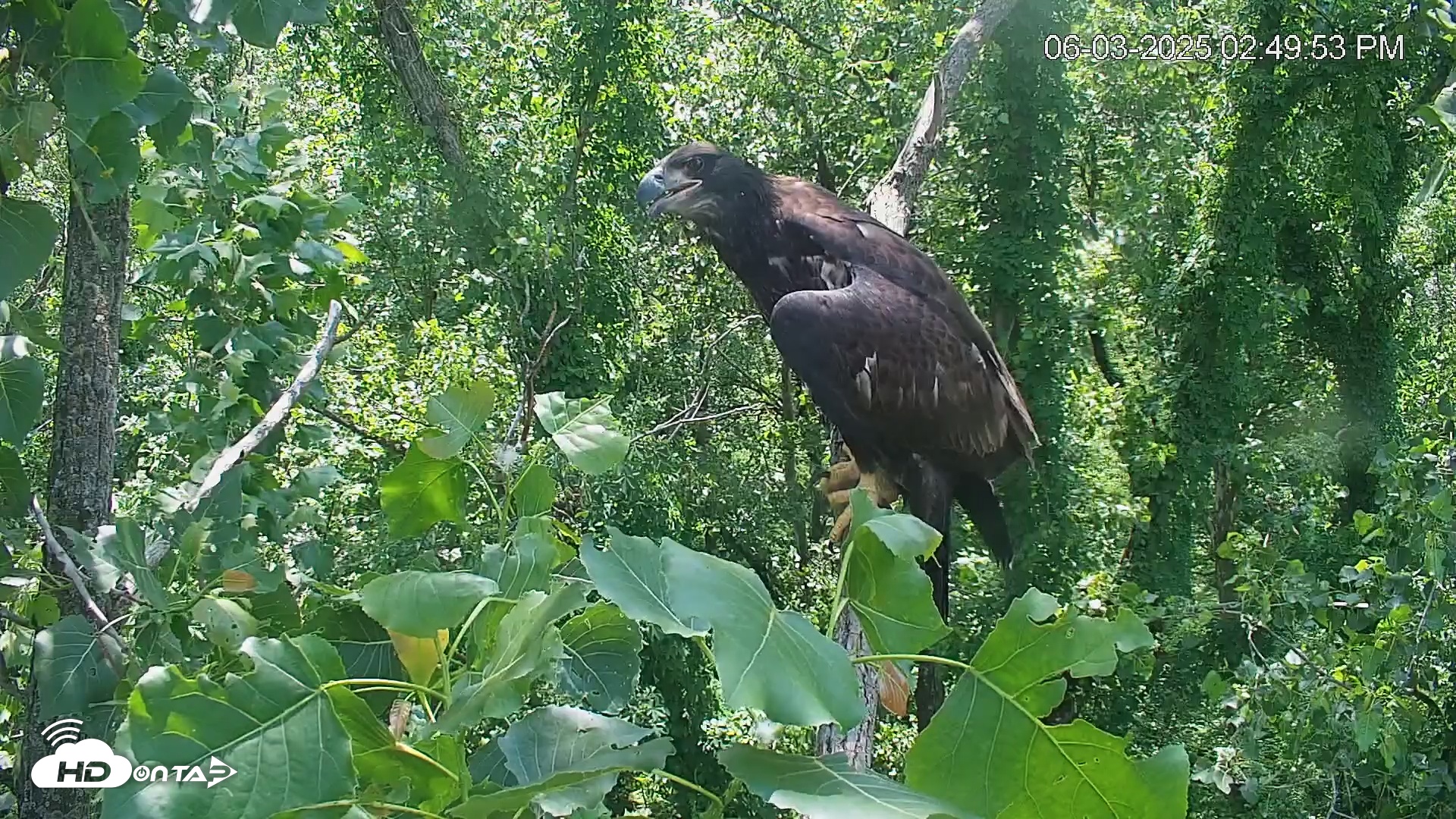 Snapshot of Cardinal Land Conservancy Eagles Live Webcam taken Jun 3, 2025, 2:50pm EDT