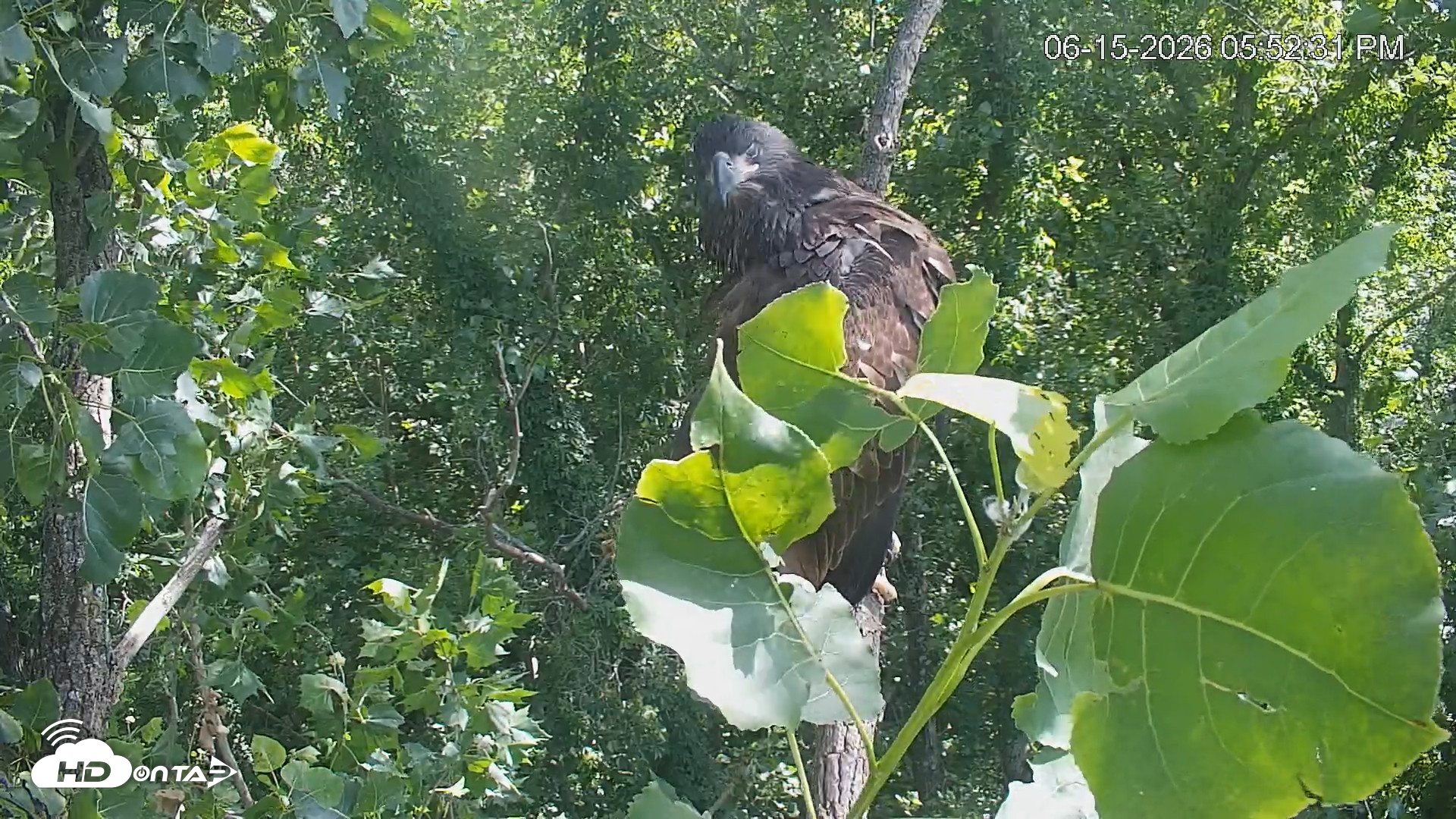 Snapshot of Cardinal Land Conservancy Eagles Live Webcam taken Jun 15, 2026, 5:53pm EDT