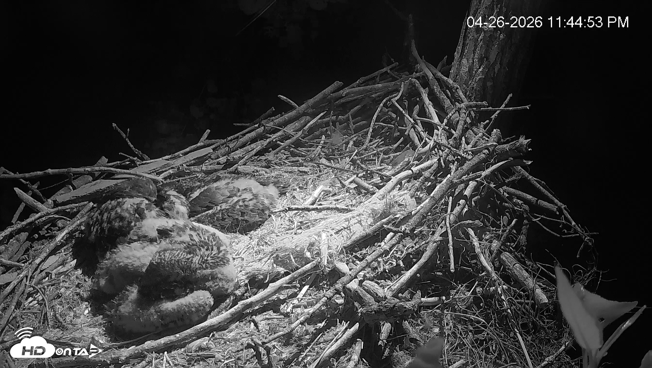 Snapshot of Cardinal Land Conservancy Eagles Live Webcam taken Apr 26, 2026, 11:45pm EDT