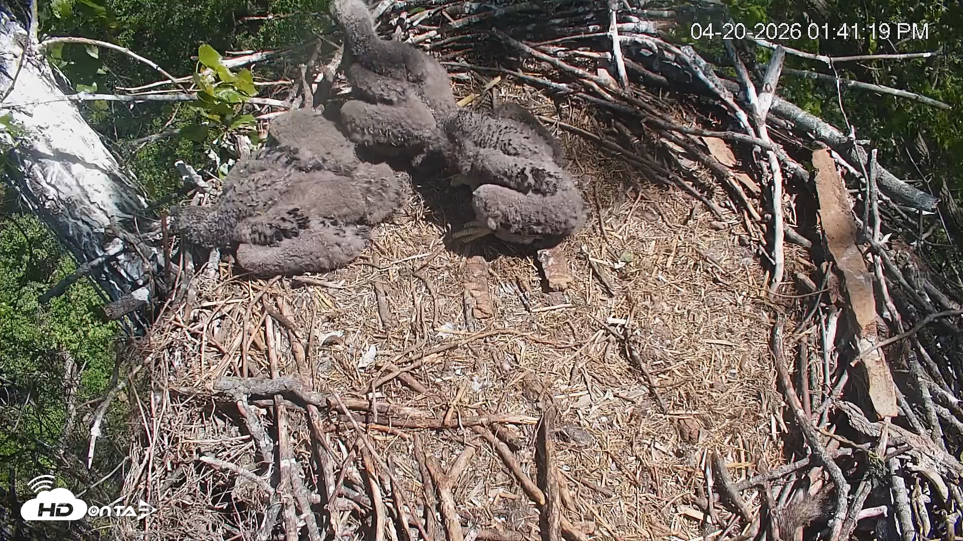 Snapshot of Cardinal Land Conservancy Eagles Live Webcam taken Apr 20, 2026, 1:42pm EDT
