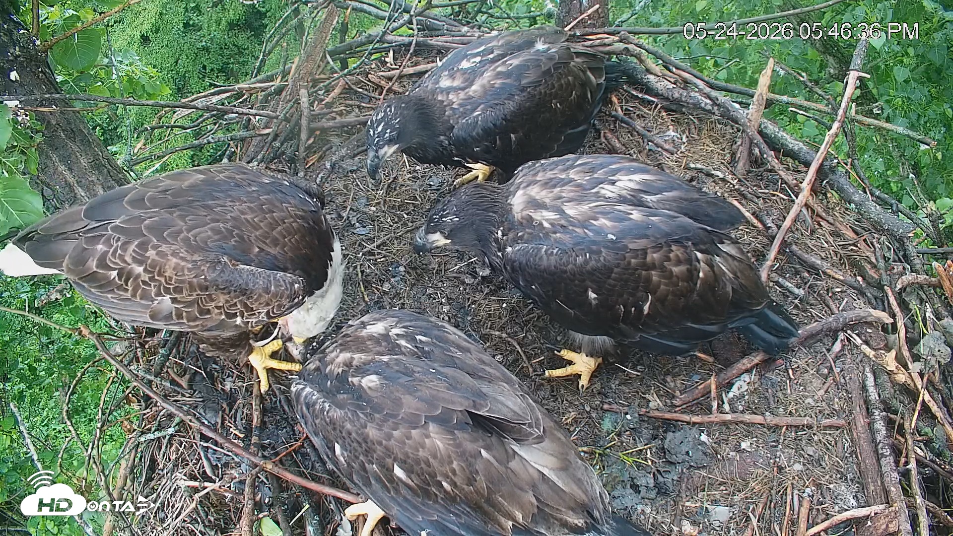 Snapshot of Cardinal Land Conservancy Eagles Live Webcam taken May 24, 2026, 5:47pm EDT