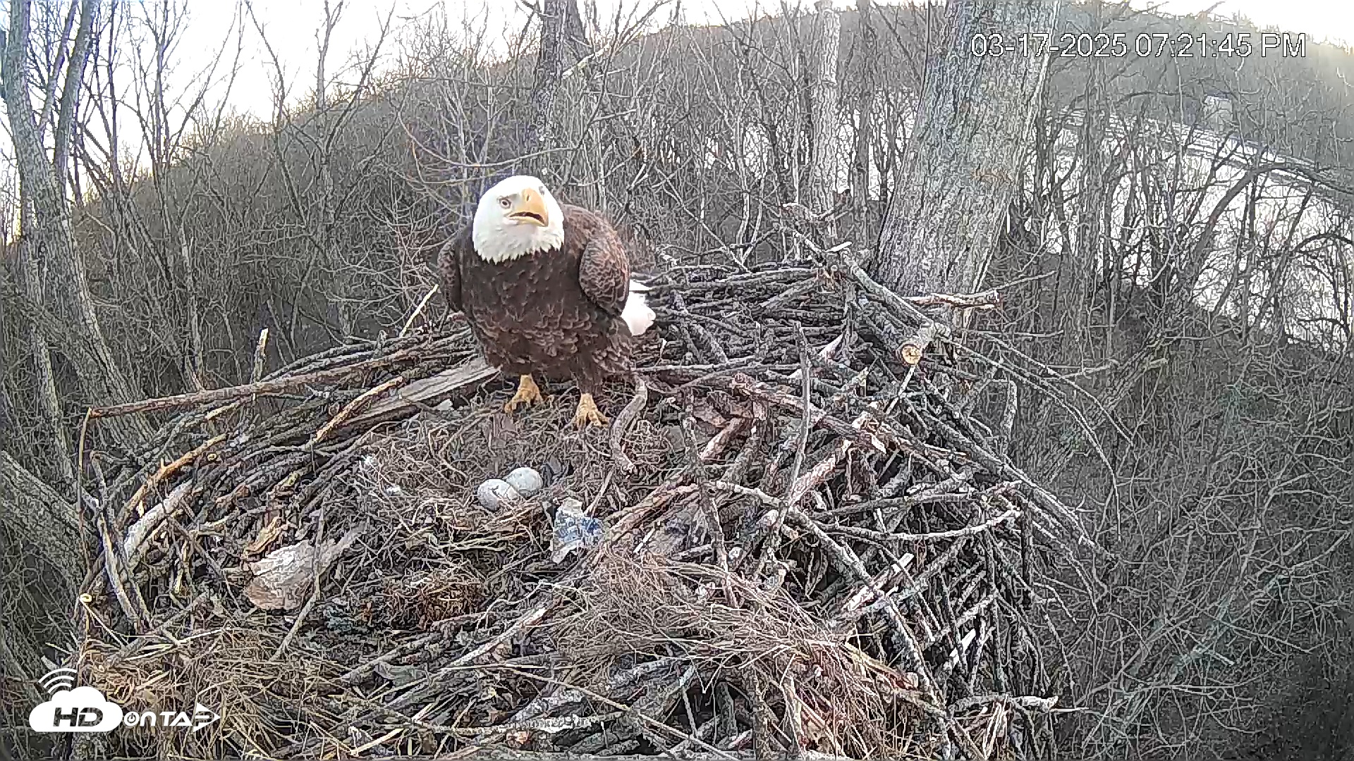 Snapshot of Cardinal Land Conservancy Eagles Live Webcam taken Mar 17, 2025, 7:22pm EDT