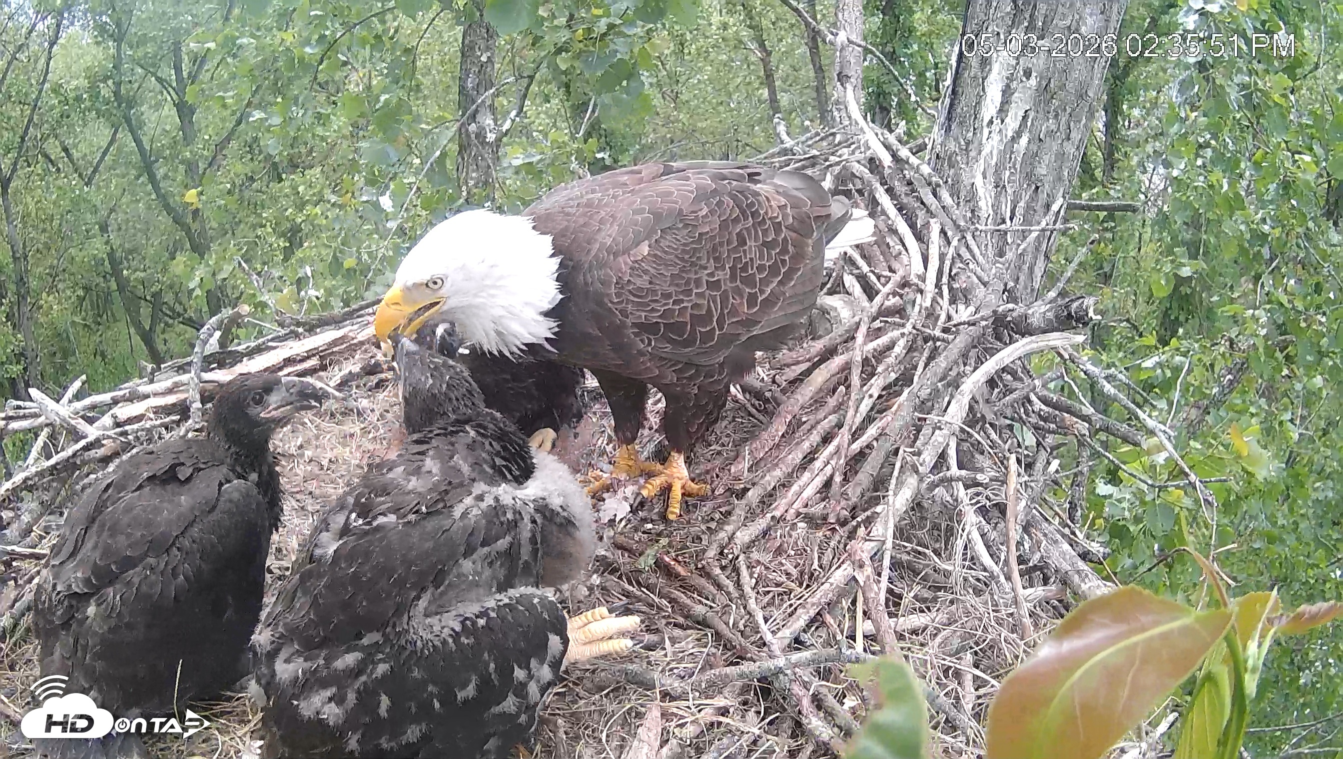 Snapshot of Cardinal Land Conservancy Eagles Live Webcam taken May 3, 2026, 2:37pm EDT