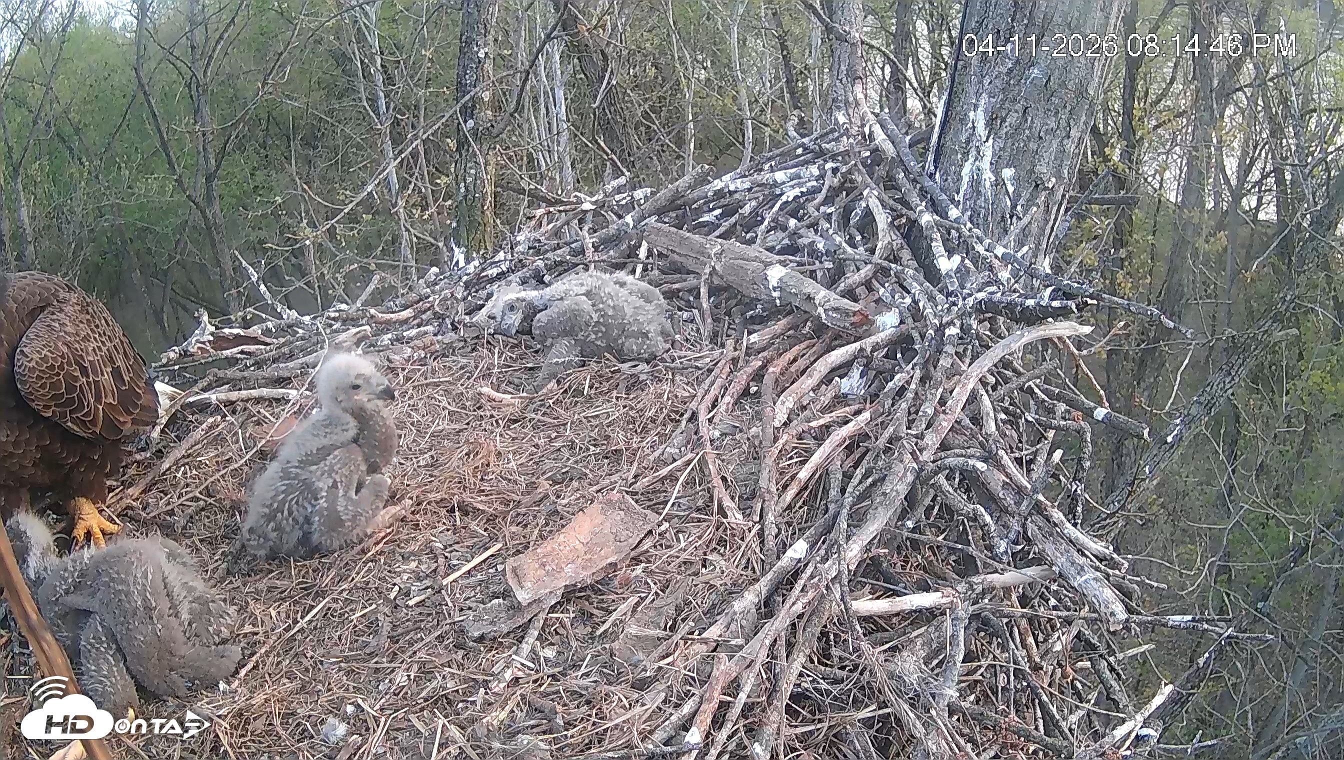 Snapshot of Cardinal Land Conservancy Eagles Live Webcam taken Apr 11, 2026, 8:15pm EDT