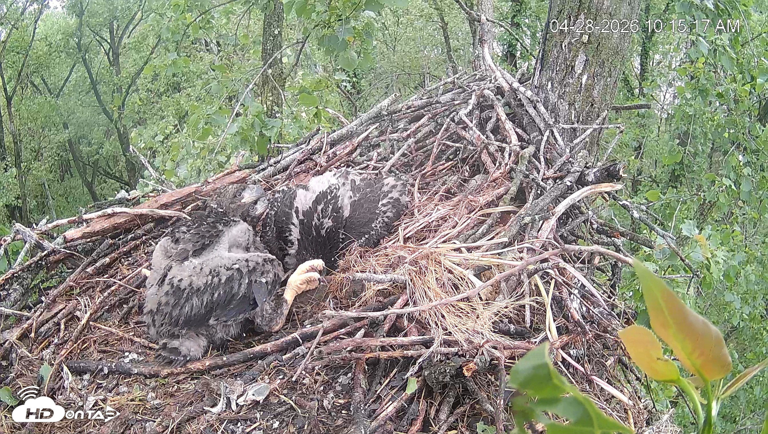 Snapshot of Cardinal Land Conservancy Eagles Live Webcam taken Apr 28, 2026, 10:16am EDT