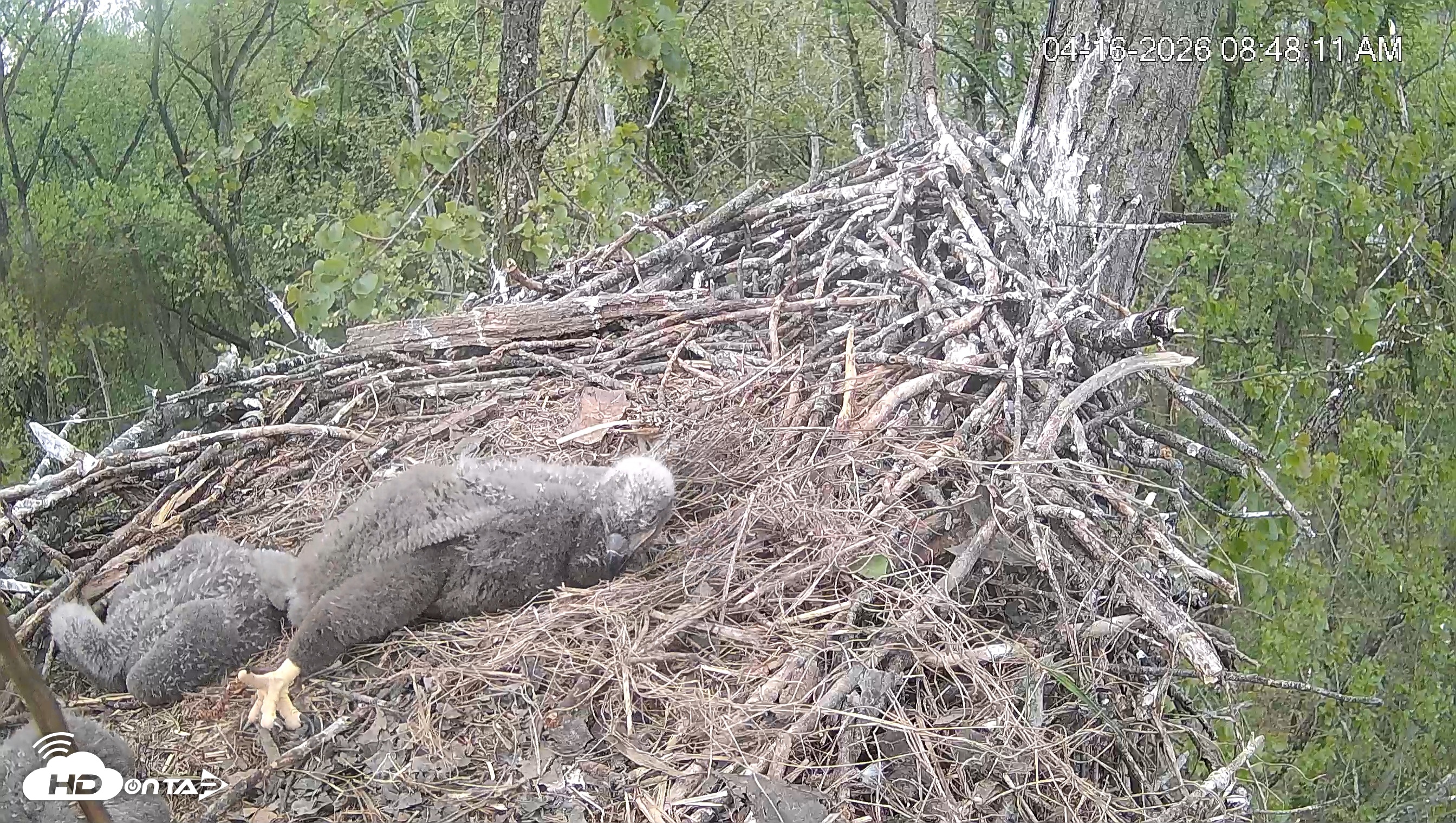 Snapshot of Cardinal Land Conservancy Eagles Live Webcam taken Apr 16, 2026, 8:50am EDT