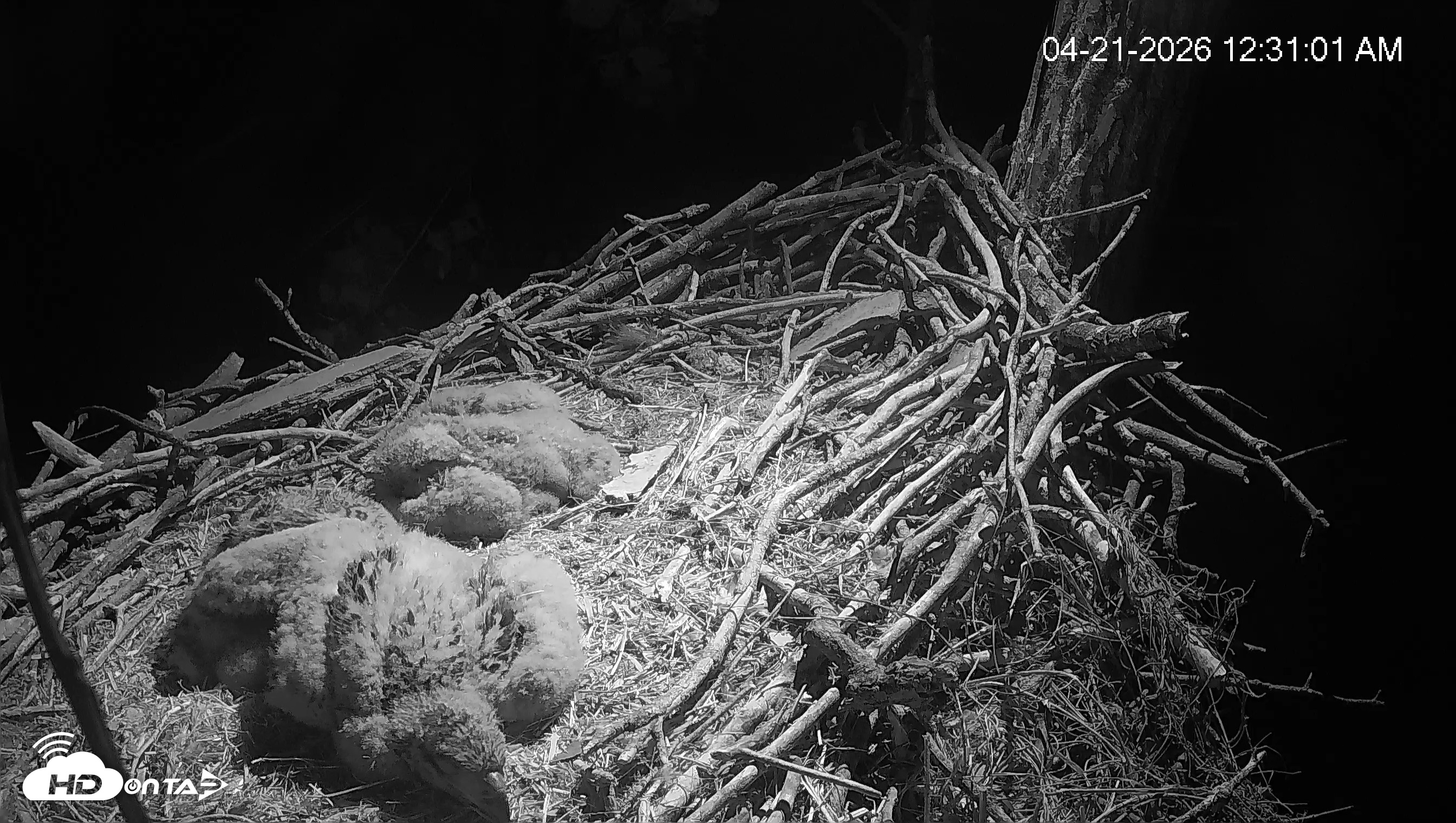 Snapshot of Cardinal Land Conservancy Eagles Live Webcam taken Apr 21, 2026, 12:31am EDT