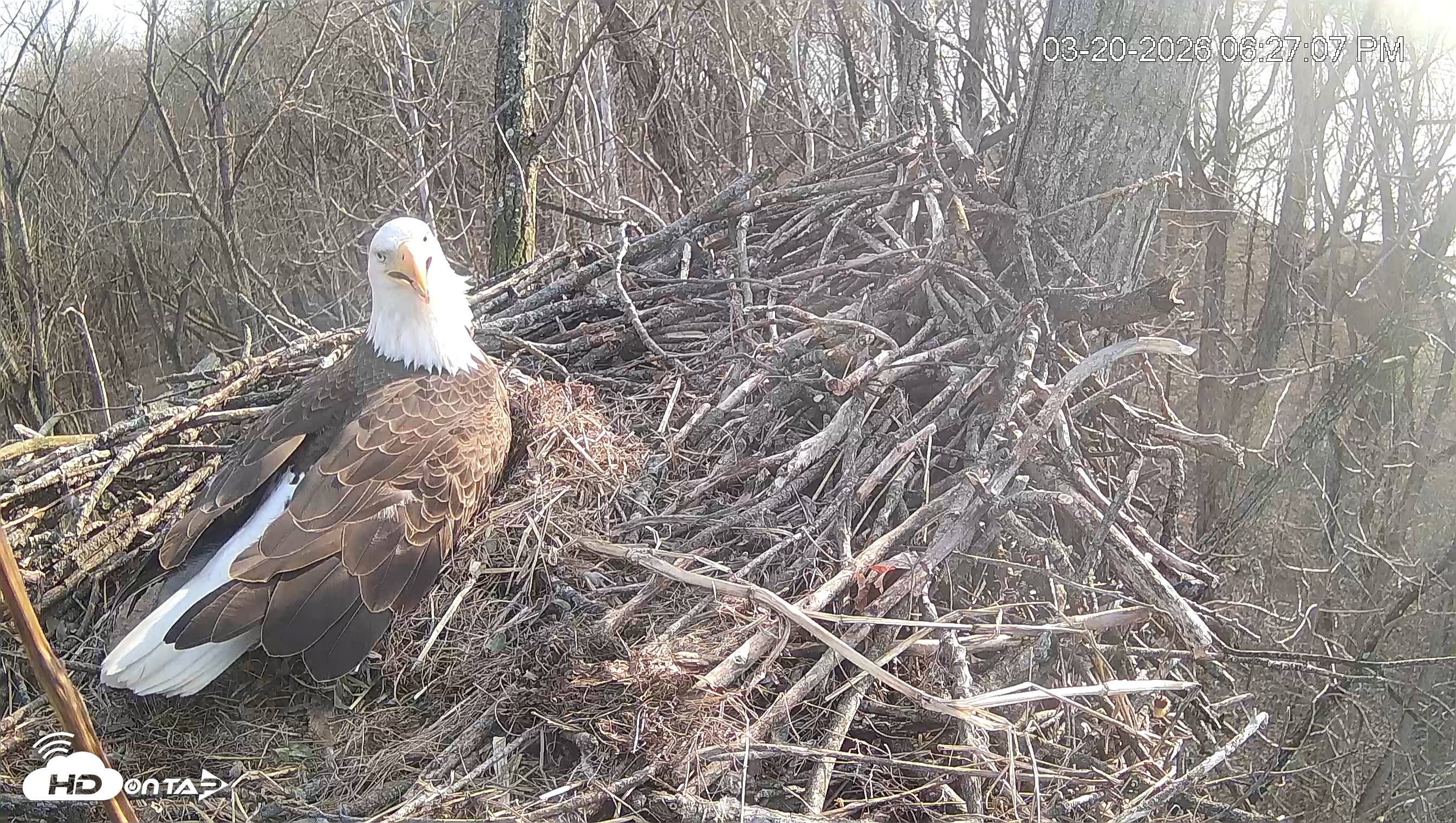 Snapshot of Cardinal Land Conservancy Eagles Live Webcam taken Mar 20, 2026, 6:27pm EDT