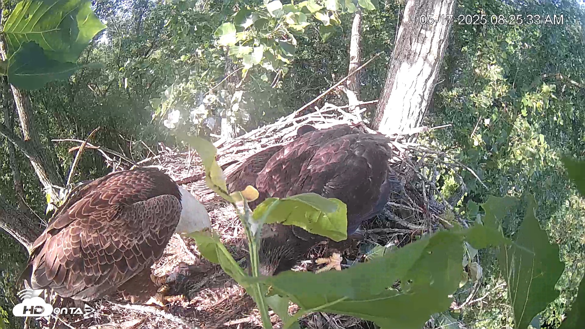 Snapshot of Cardinal Land Conservancy Eagles Live Webcam taken May 17, 2025, 8:26am EDT