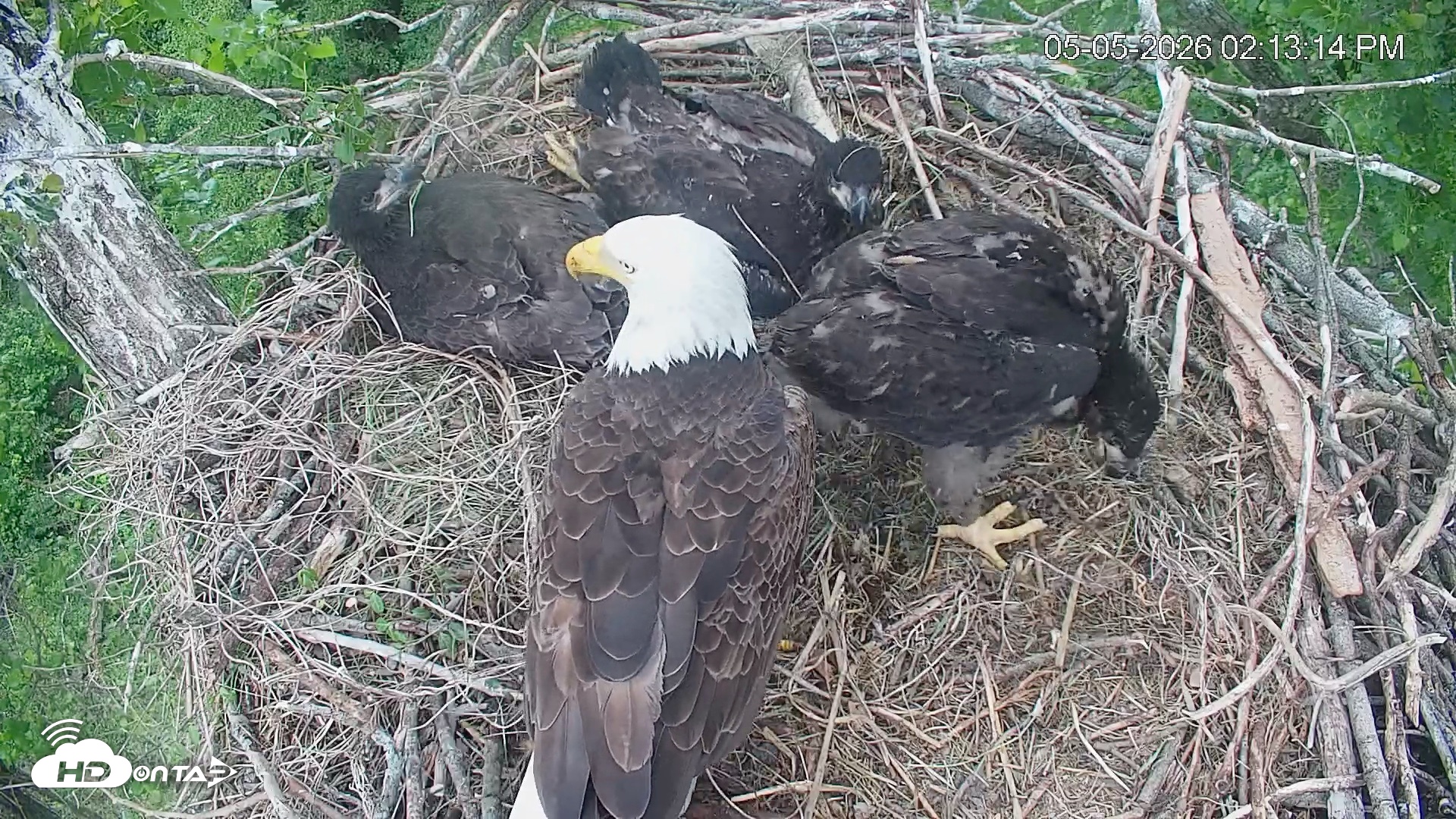 Snapshot of Cardinal Land Conservancy Eagles Live Webcam taken May 5, 2026, 2:14pm EDT
