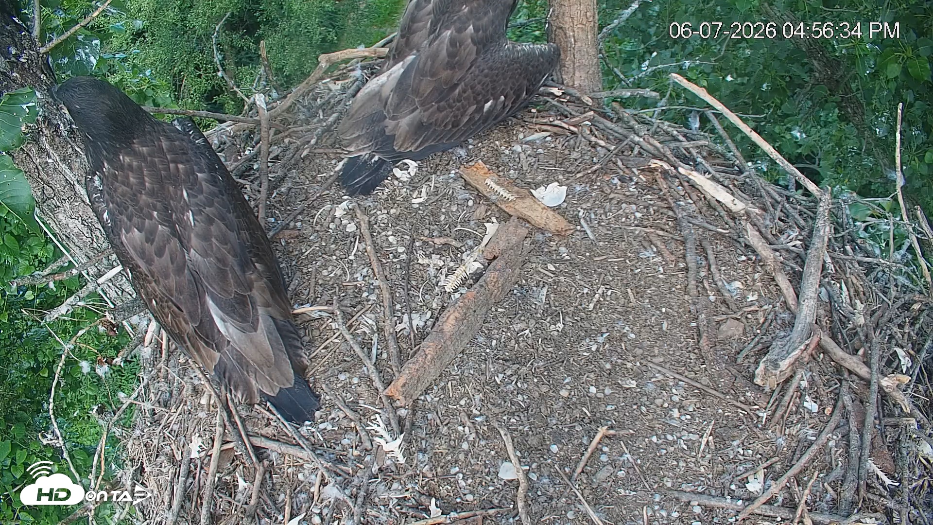 Snapshot of Cardinal Land Conservancy Eagles Live Webcam taken Jun 7, 2026, 4:57pm EDT
