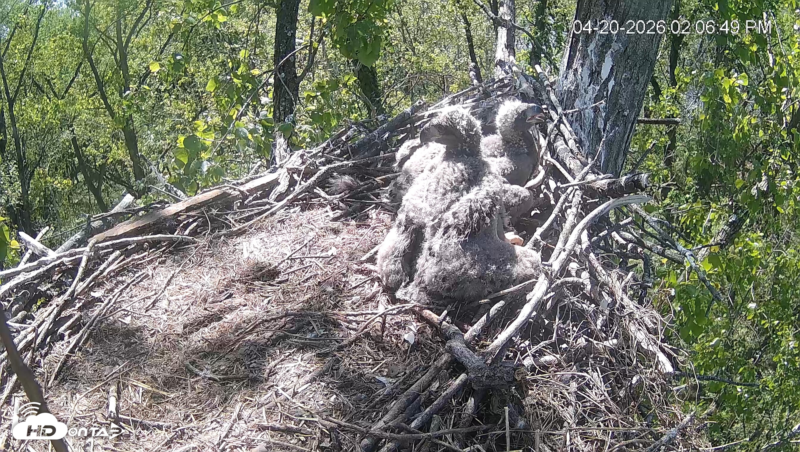 Snapshot of Cardinal Land Conservancy Eagles Live Webcam taken Apr 20, 2026, 2:07pm EDT