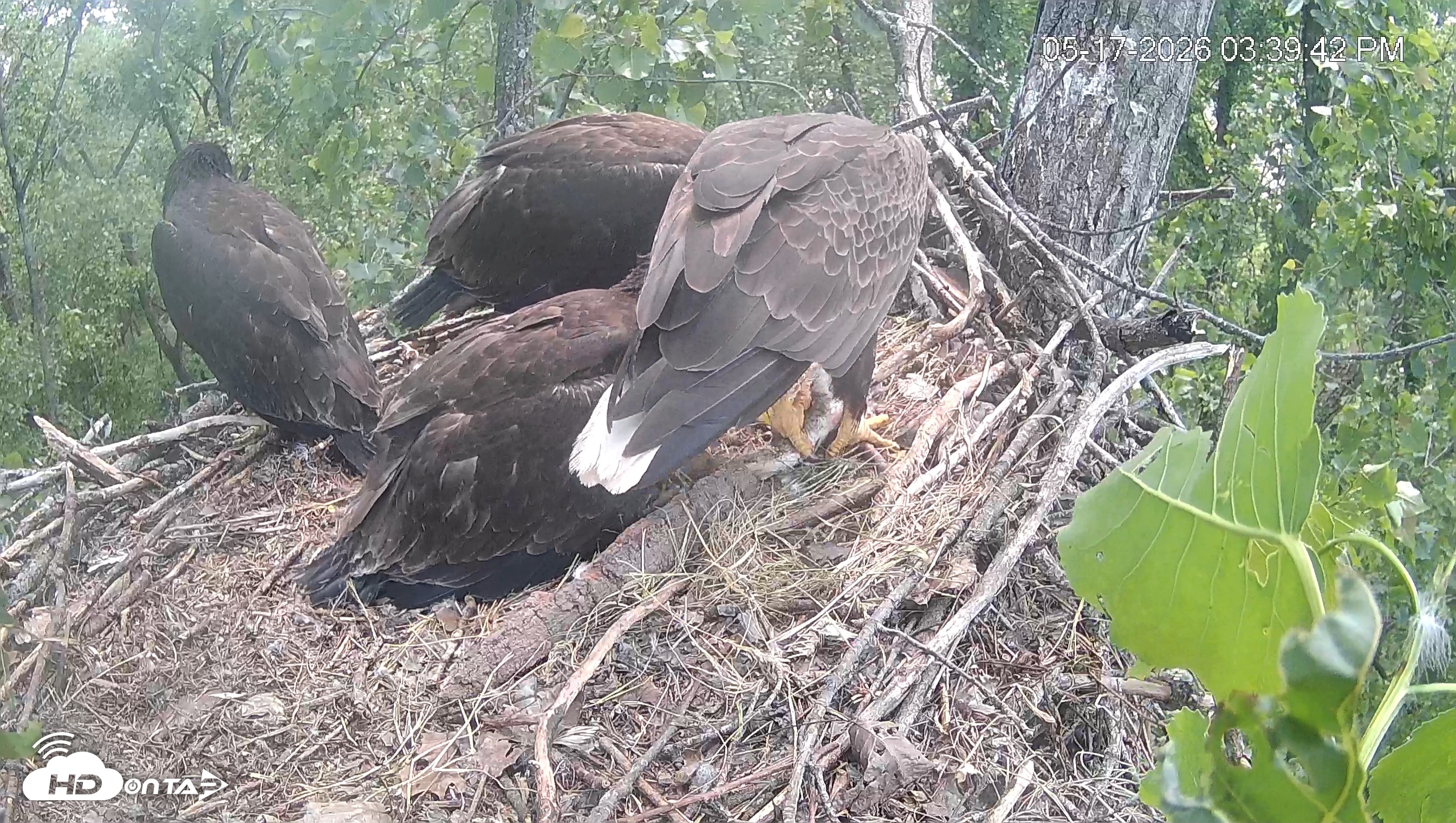 Snapshot of Cardinal Land Conservancy Eagles Live Webcam taken May 17, 2026, 3:40pm EDT