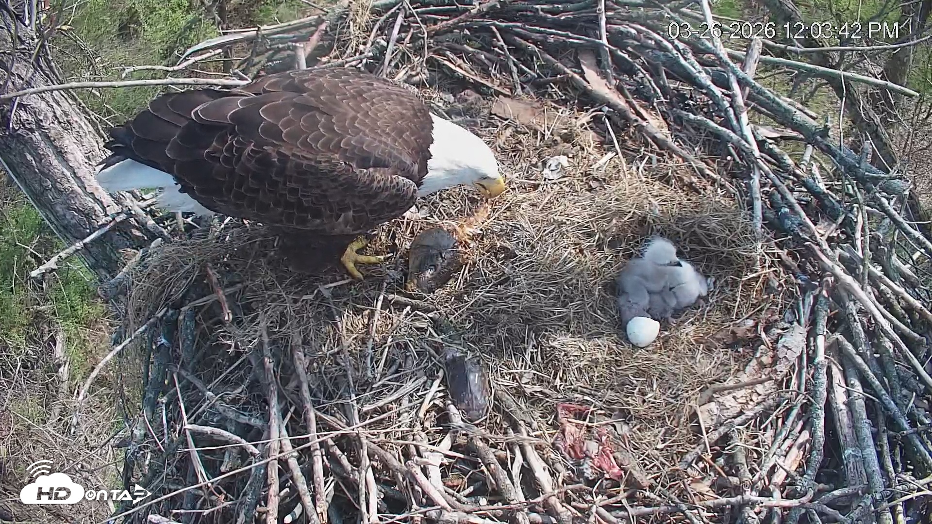 Snapshot of Cardinal Land Conservancy Eagles Live Webcam taken Mar 26, 2026, 12:04pm EDT