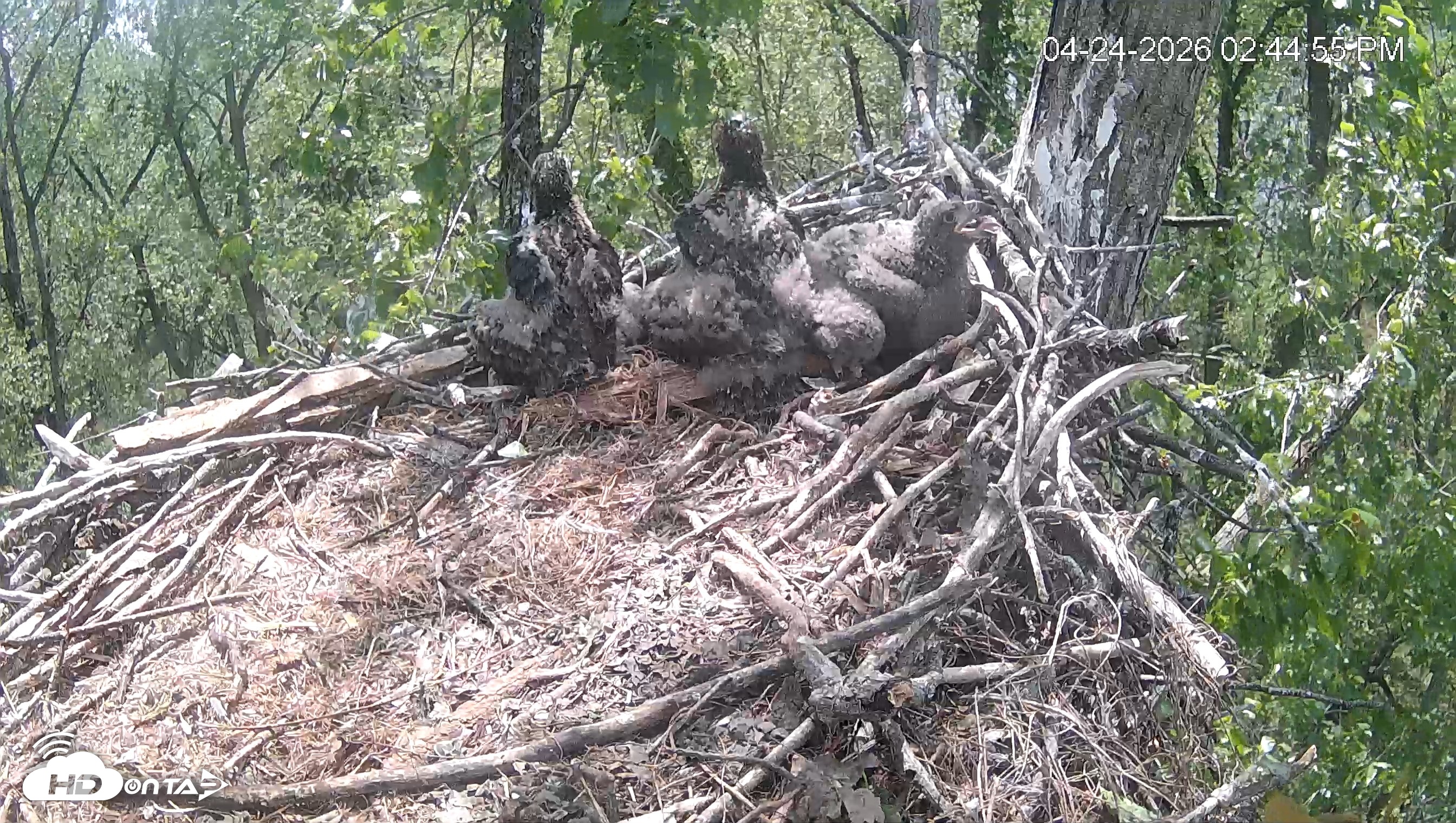Snapshot of Cardinal Land Conservancy Eagles Live Webcam taken Apr 24, 2026, 2:45pm EDT