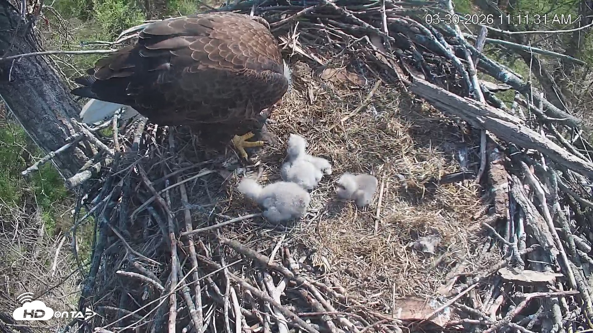 Snapshot of Cardinal Land Conservancy Eagles Live Webcam taken Mar 30, 2026, 11:12am EDT
