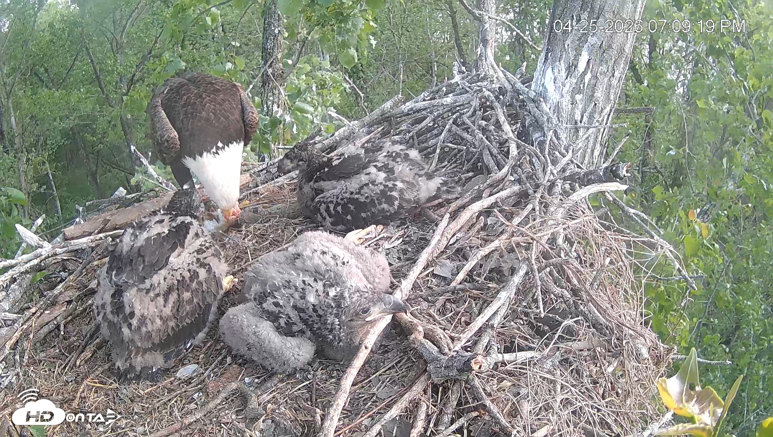 Snapshot of Cardinal Land Conservancy Eagles Live Webcam taken Apr 25, 2026, 7:09pm EDT