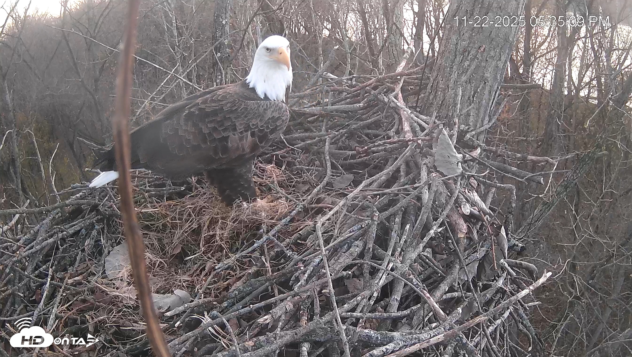Snapshot of Cardinal Land Conservancy Eagles Live Webcam taken Nov 22, 2025, 5:35pm EST
