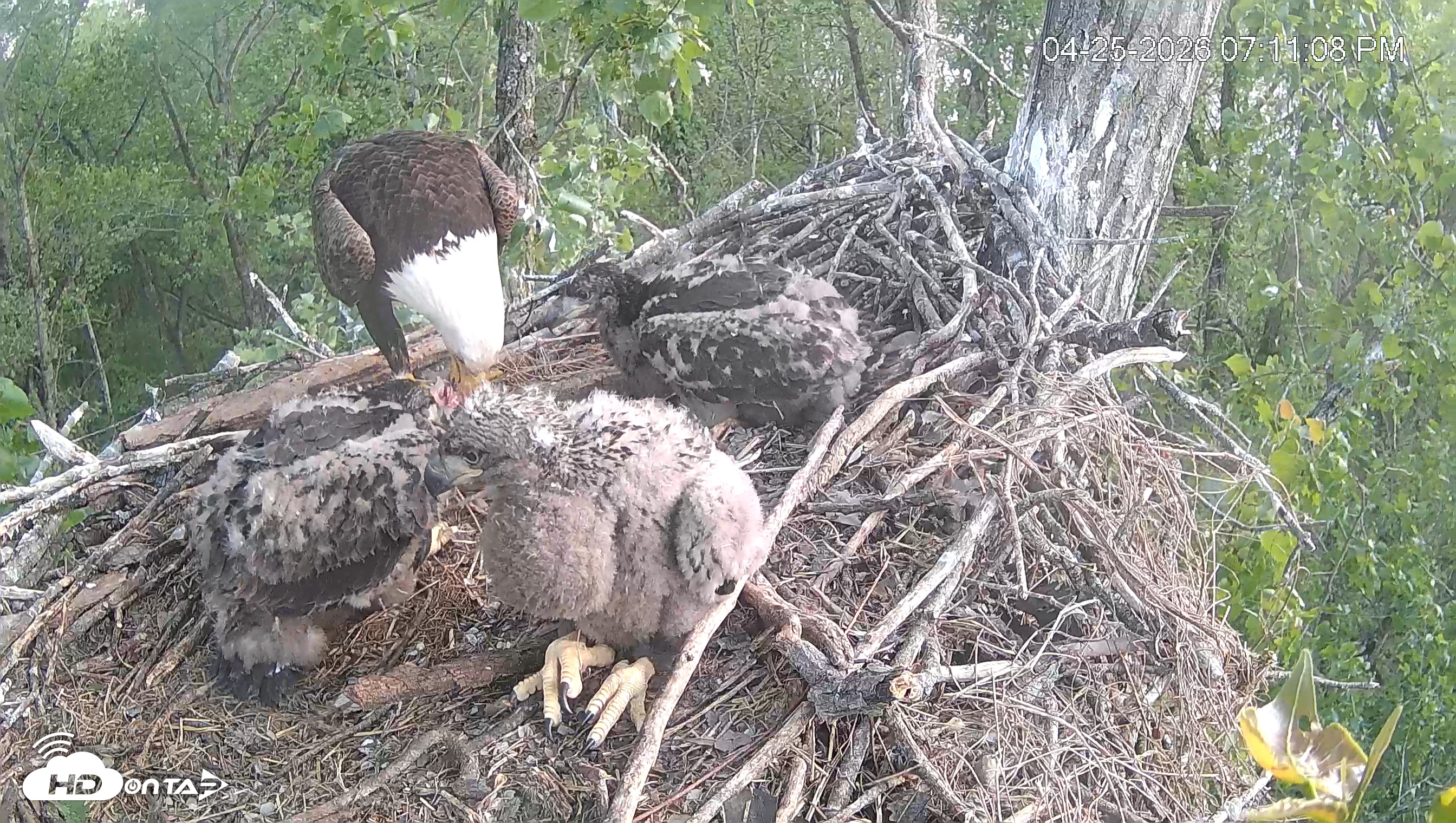 Snapshot of Cardinal Land Conservancy Eagles Live Webcam taken Apr 25, 2026, 7:12pm EDT
