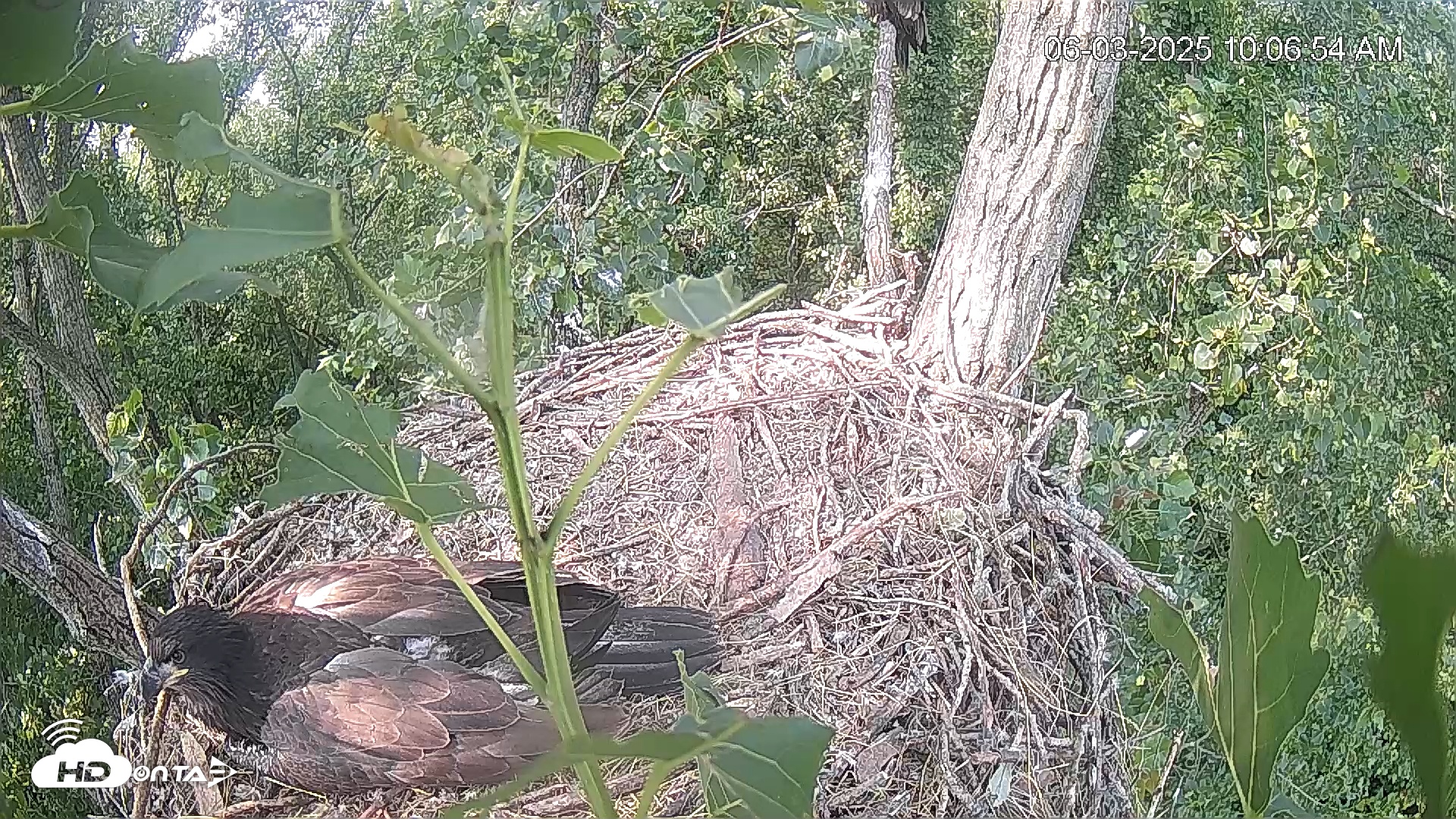 Snapshot of Cardinal Land Conservancy Eagles Live Webcam taken Jun 3, 2025, 10:07am EDT