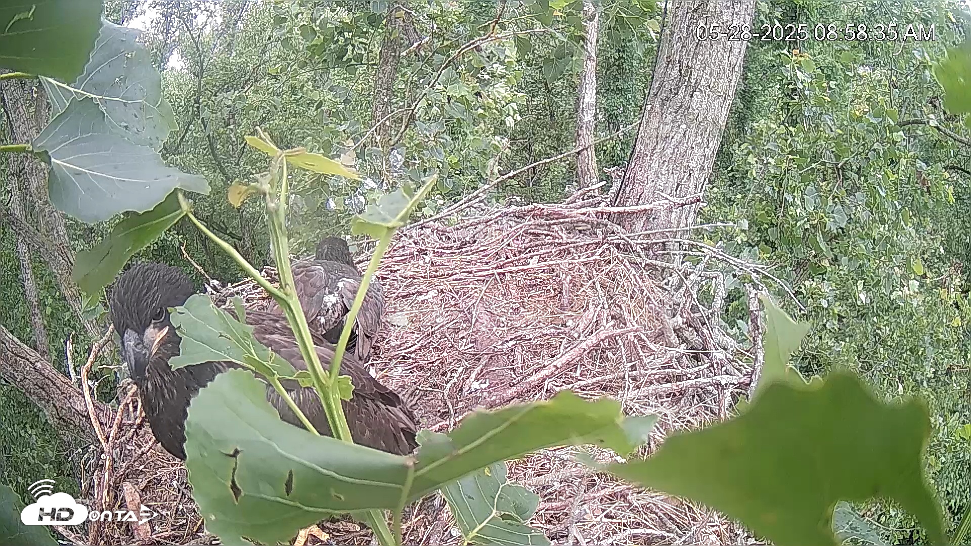 Snapshot of Cardinal Land Conservancy Eagles Live Webcam taken May 28, 2025, 8:59am EDT