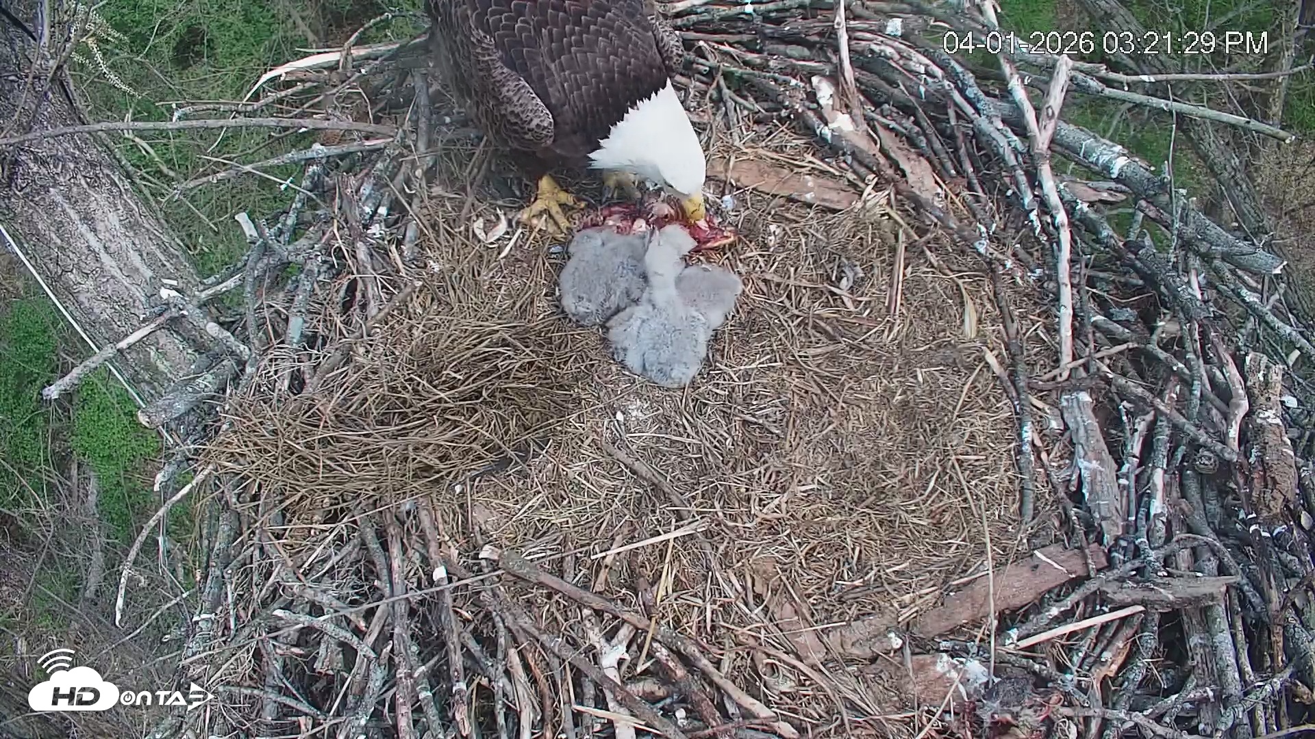 Snapshot of Cardinal Land Conservancy Eagles Live Webcam taken Apr 1, 2026, 3:22pm EDT