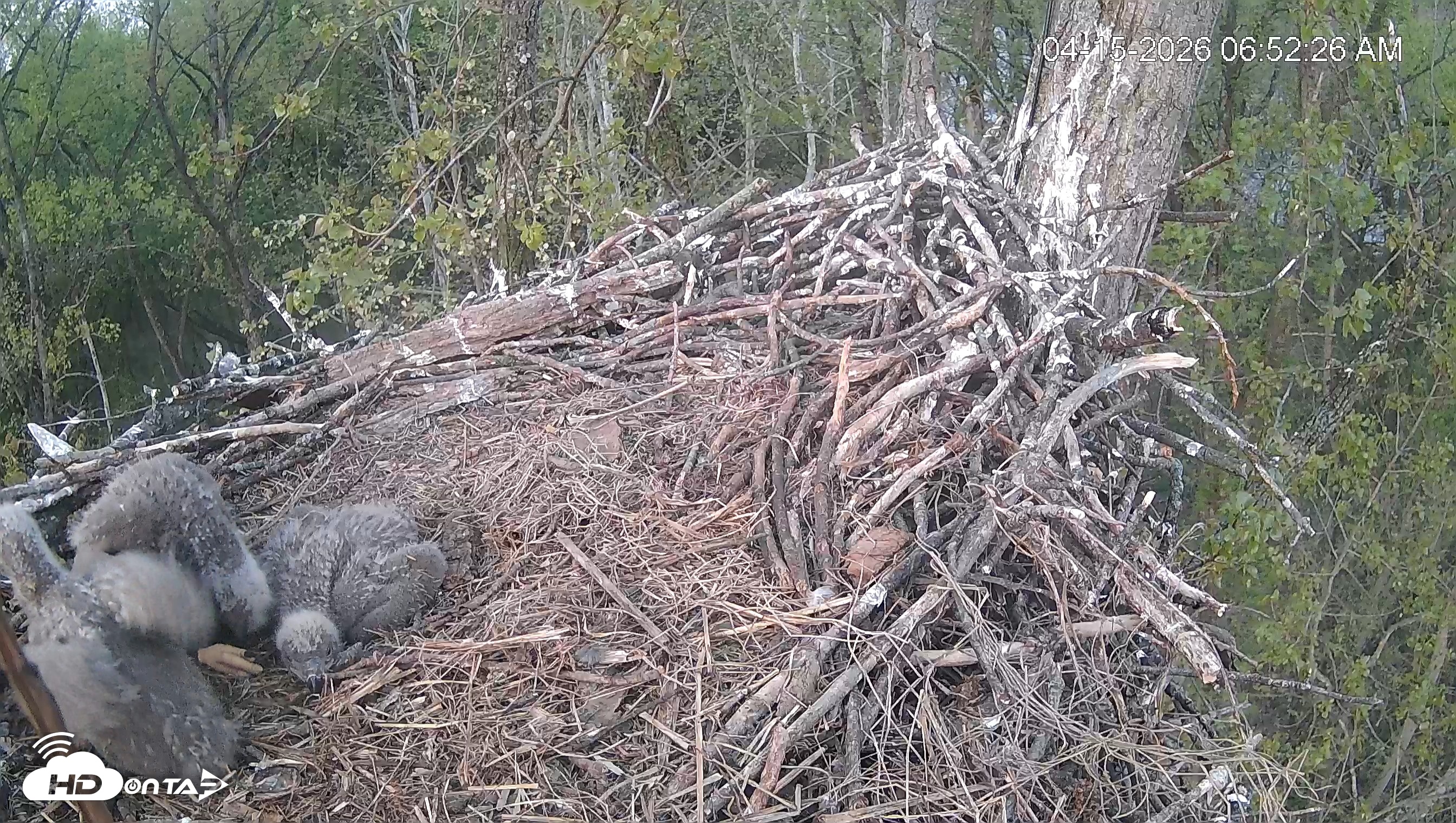 Snapshot of Cardinal Land Conservancy Eagles Live Webcam taken Apr 15, 2026, 6:53am EDT